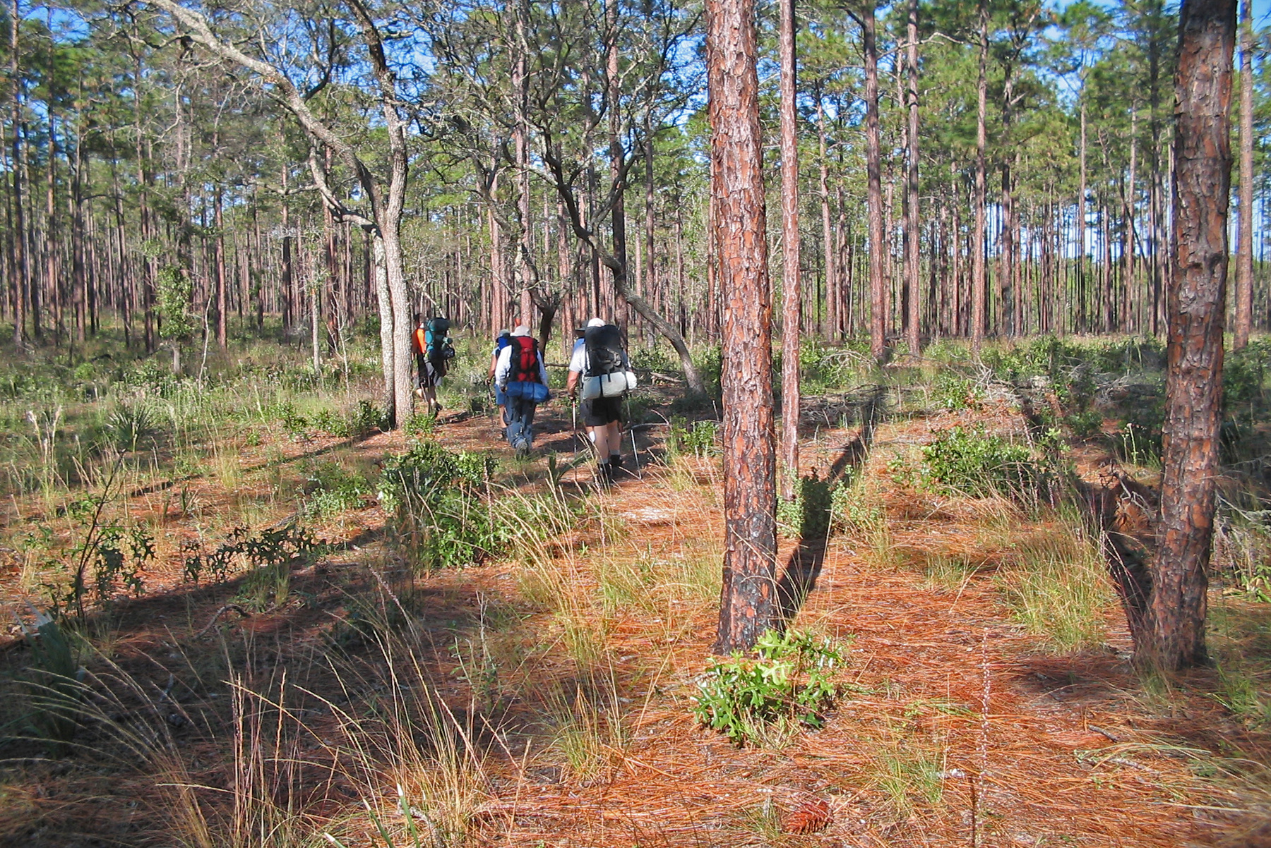 Hikers walking the Florida National Scenic Trail through pine sandhill