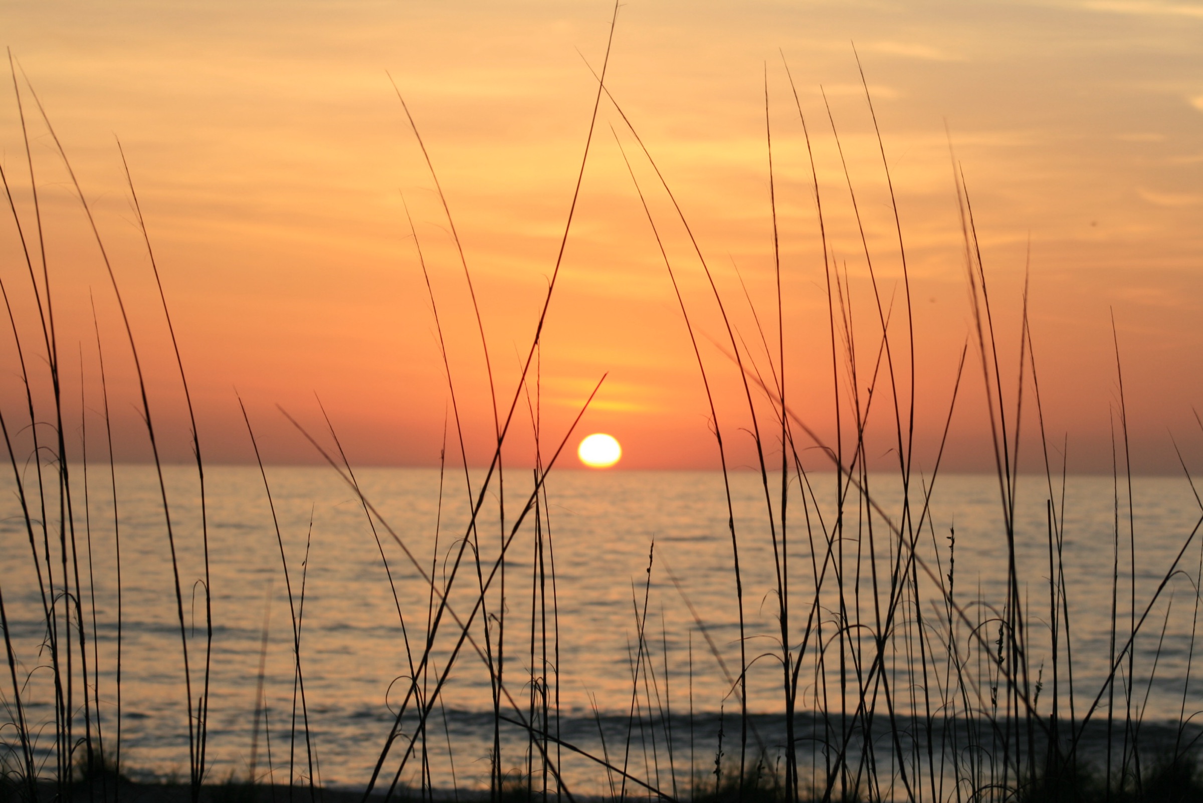 Golden sunrise over the Atlantic Ocean at Amelia Island beach, framed by silhouetted sea oats and dune grass on the shoreline