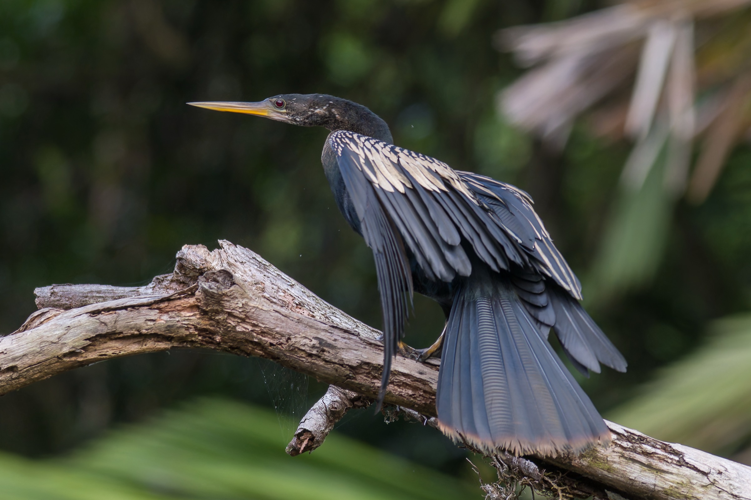 Anhinga (Anhinga anhinga) perched near water in Tortuguero, Costa Rica