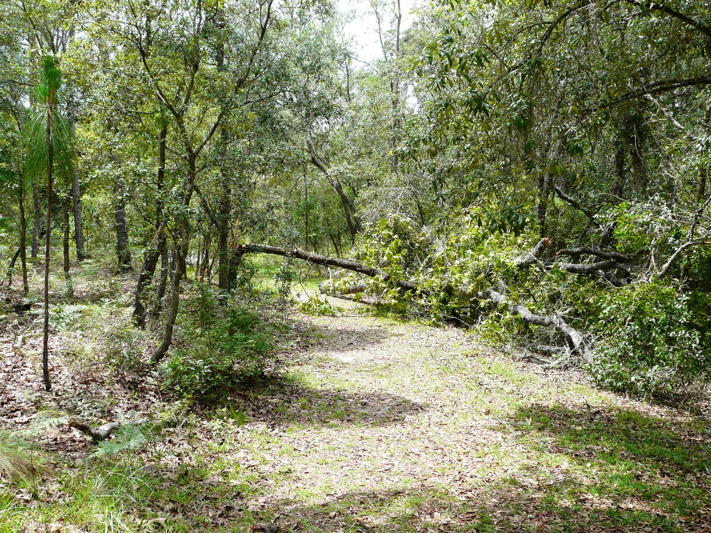 A sandy footpath winding through tall longleaf pines and saw palmetto under a wide Florida sky, with orange Florida Trail blazes painted on tree trunks