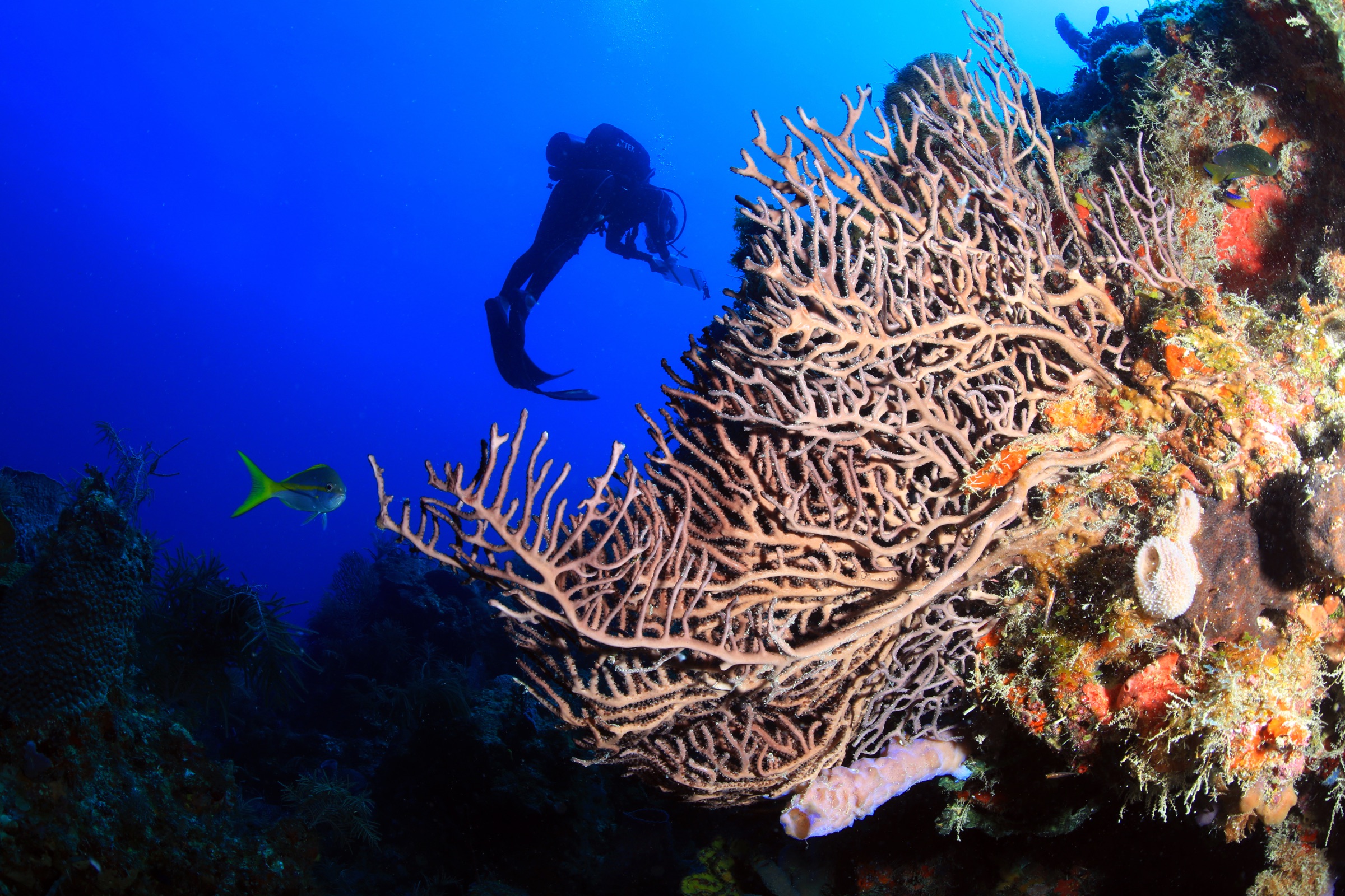 A scuba diver hovers above a vibrant coral reef in the Florida Keys National Marine Sanctuary, surrounded by colorful reef structures