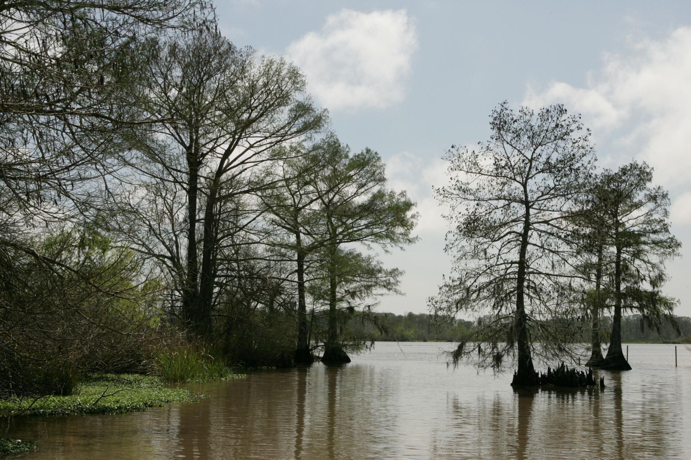 Bald cypress trees (Taxodium distichum) standing at the edge of a lake or wetland, surrounded by aquatic plants, photographed by the U.S. Fish and Wildlife Service