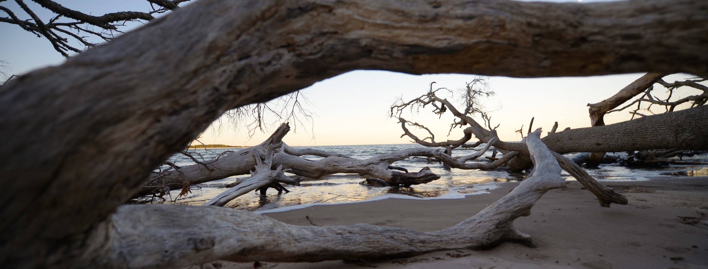 Bleached fallen oak trees on the sand at Boneyard Beach, Big Talbot Island