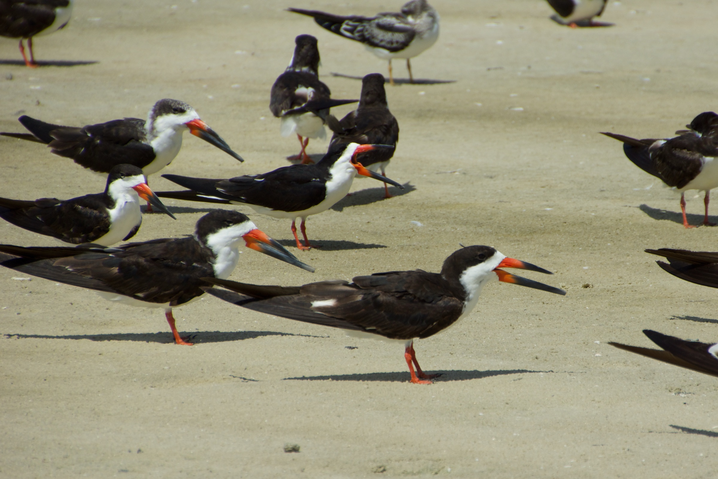 Black skimmer (Rynchops niger) standing in shallow coastal water at Fort Myers Beach, Florida, displaying its distinctive elongated lower mandible, black upperparts, and white underparts