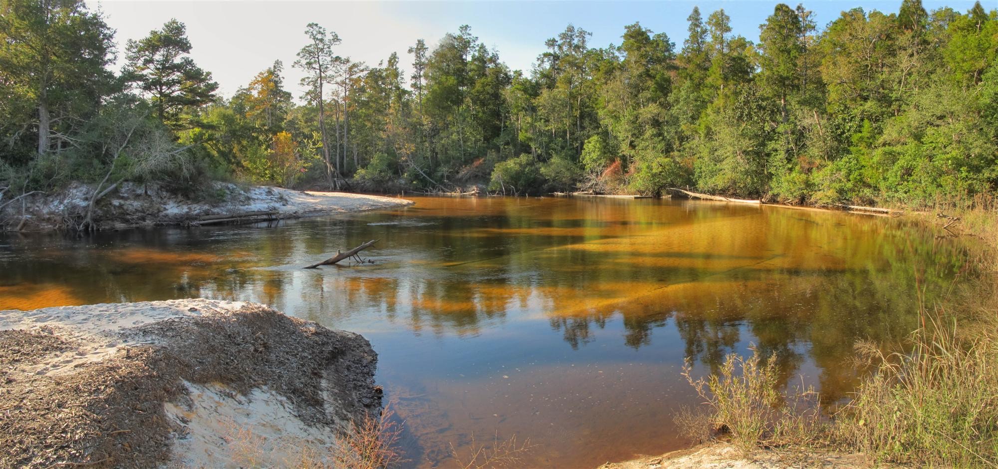 A wide downstream view of the Blackwater River from the Big Sand Bar in Blackwater River State Forest, Florida, with clear tannin-stained water and forested banks
