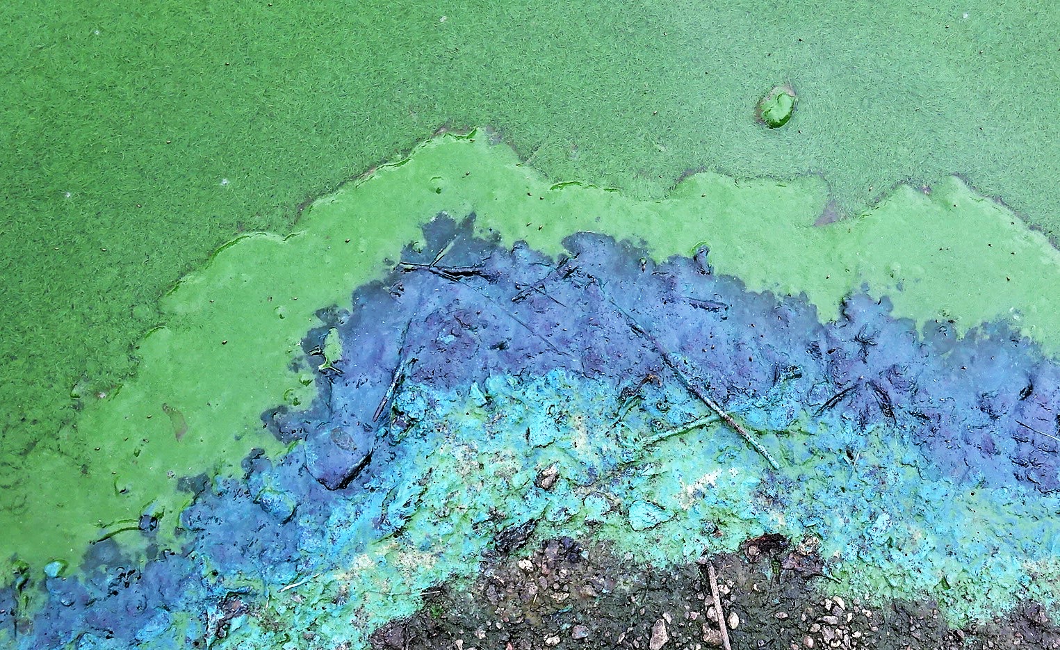 Thick green cyanobacteria scum on the surface of a freshwater lake