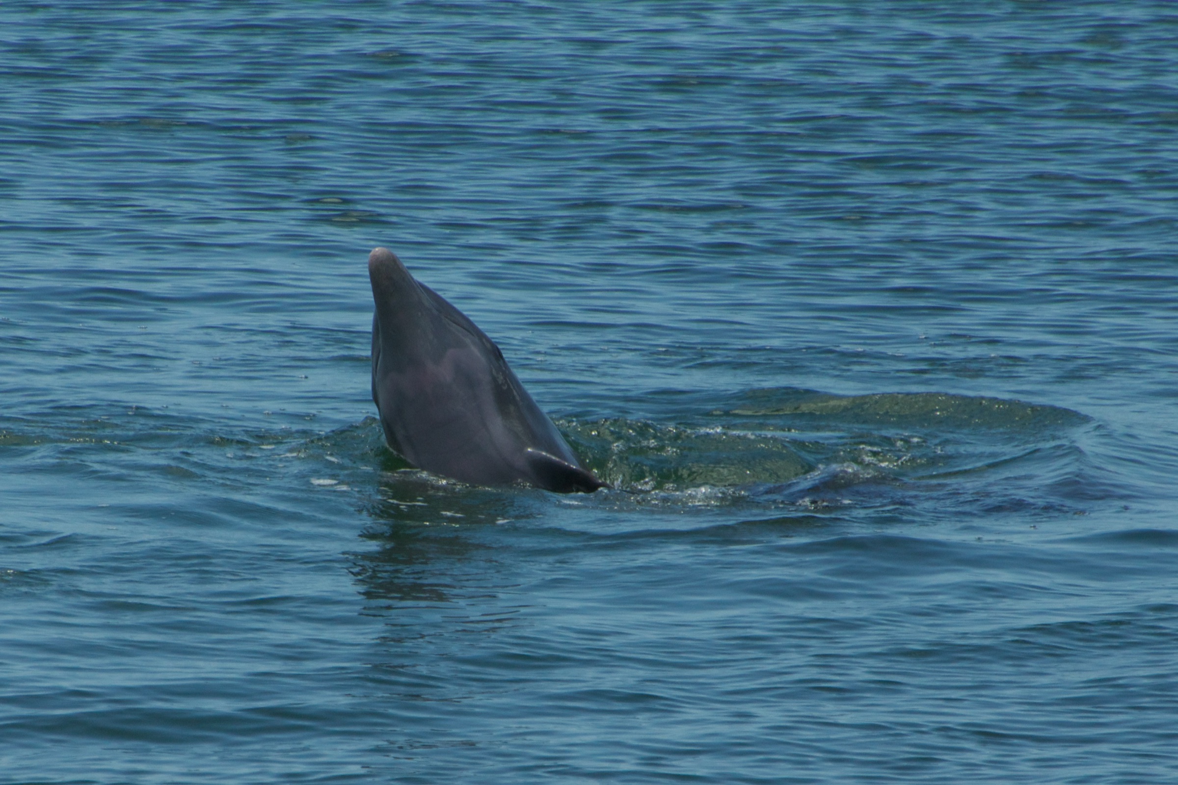 Common bottlenose dolphin (Tursiops truncatus) photographed near Naples, Florida along the Gulf Coast