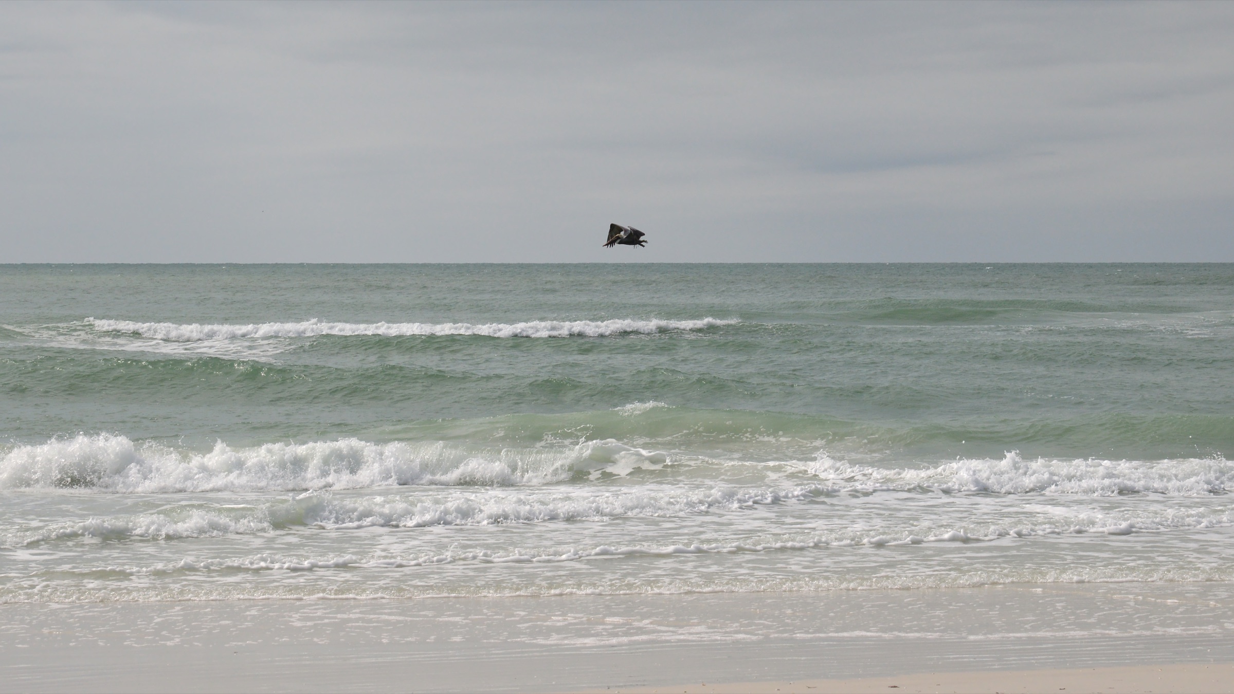 Brown Pelican standing in natural resting pose at Ken Thompson Park on Lido Key, Sarasota, Florida, showing distinctive brown plumage, large bill, and pouch