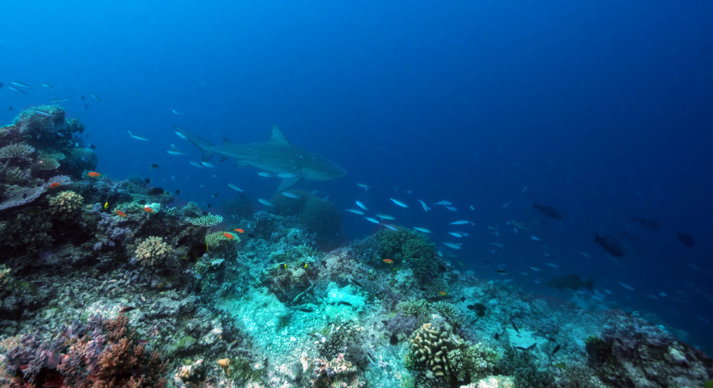 A bull shark swimming at depth over a reef, viewed from below against blue water