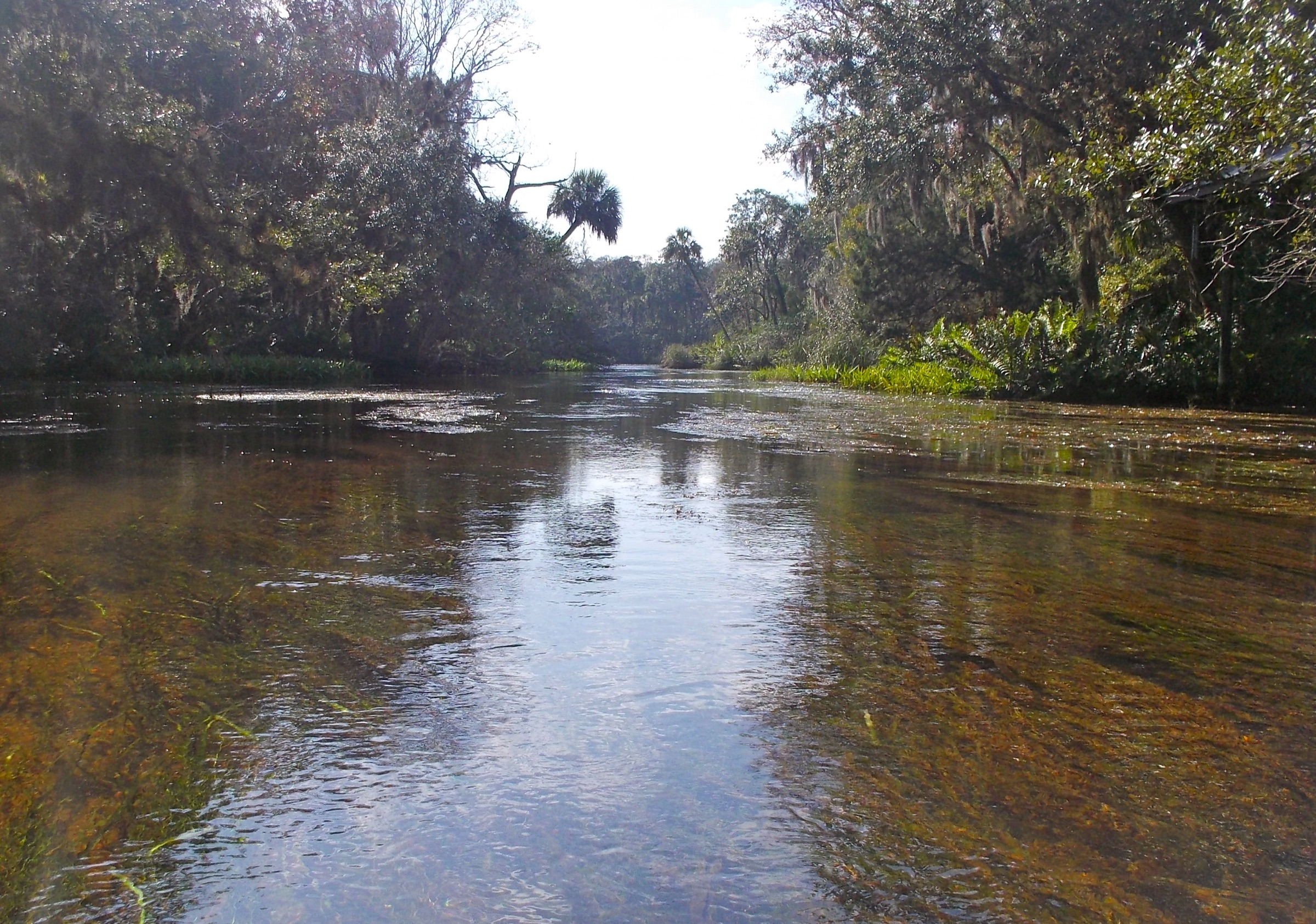 Clear spring-fed Chassahowitzka River seen from a paddler's view