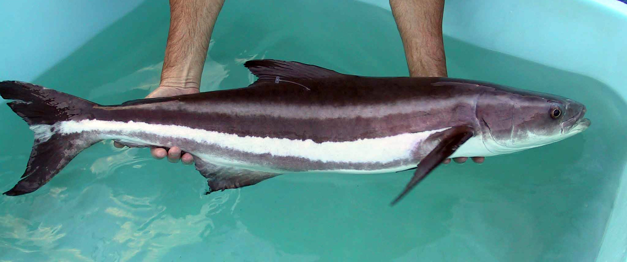 A female broodstock Cobia (Rachycentron canadum) fish, approximately 8 kg, photographed prior to transport to holding tanks