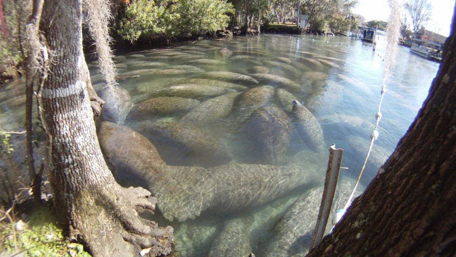 A West Indian manatee surfacing in clear blue spring water with submerged vegetation visible below the surface