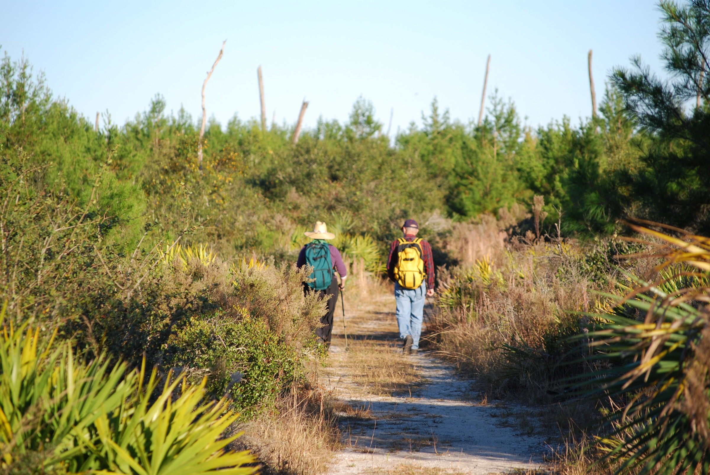 A backpacker hiking a sandy trail in the Ocala National Forest