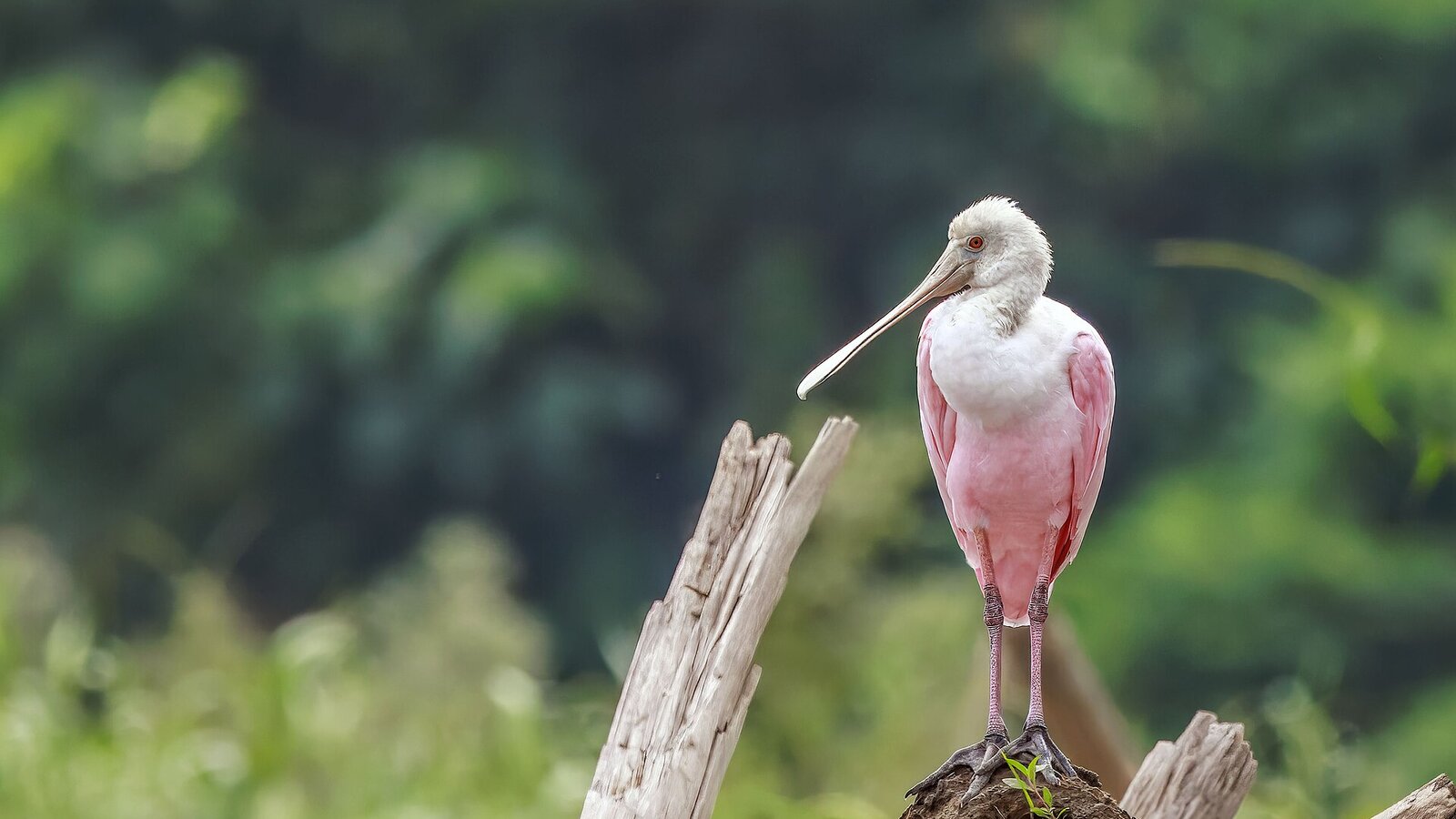 Roseate spoonbill in shallow water showing vivid pink plumage and distinctive spatulate bill