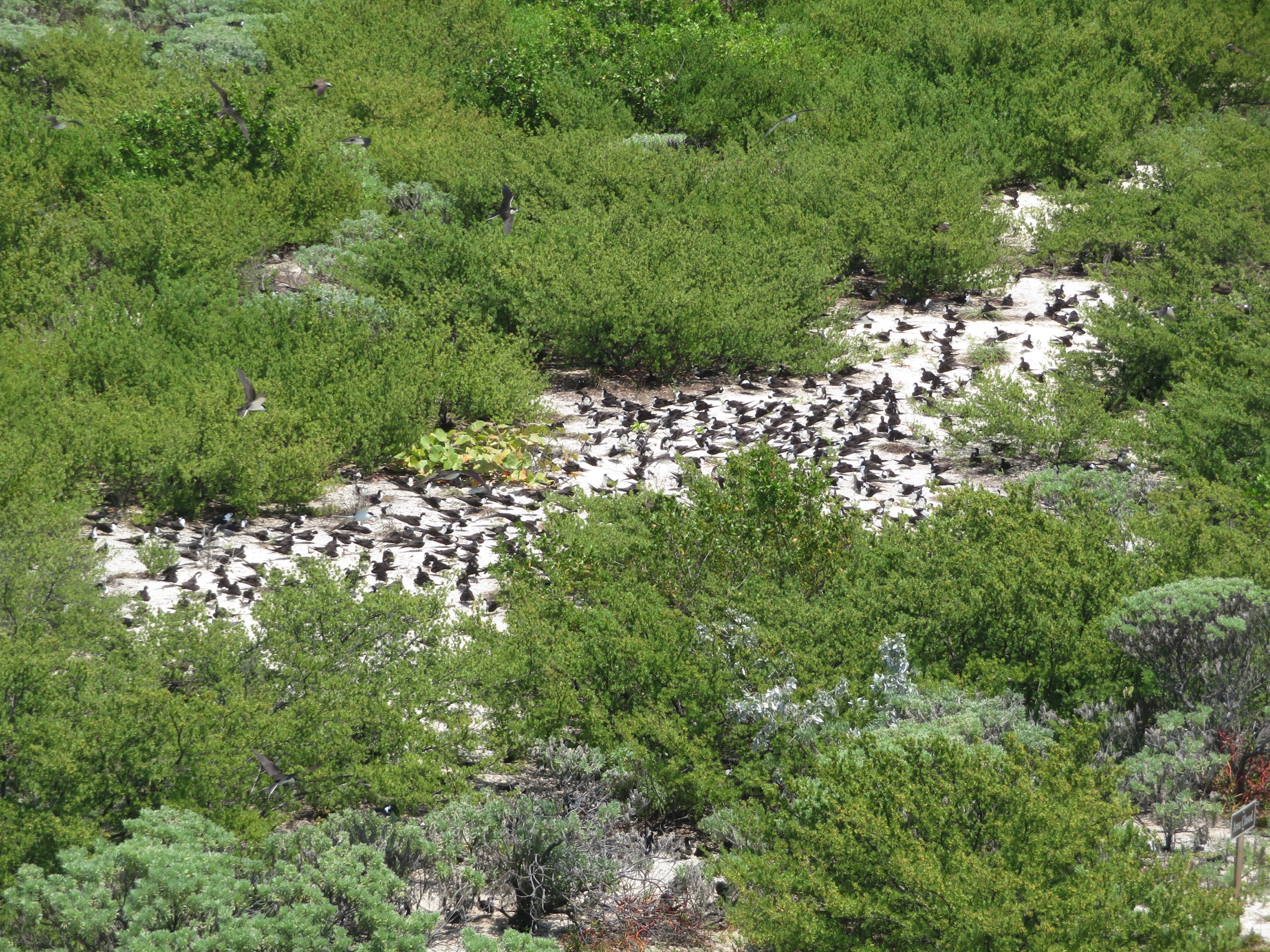 A dense colony of sooty terns nesting on Bush Key in the Dry Tortugas
