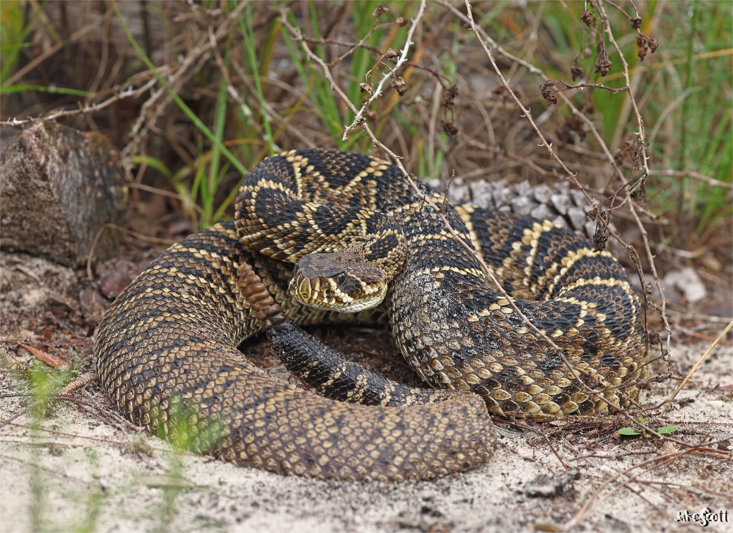 Eastern diamondback rattlesnake (Crotalus adamanteus) adult coiled, displaying characteristic bold diamond-pattern scales, photographed in North-Central Florida