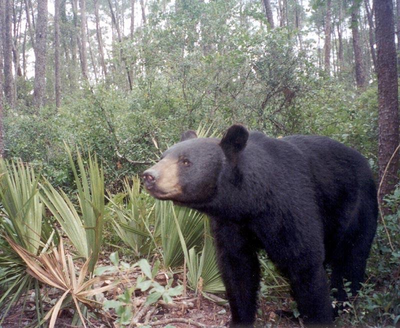 Florida black bear (Ursus americanus floridanus) photographed by remote camera trap in sand pine scrub habitat of Ocala National Forest, Marion County, Florida