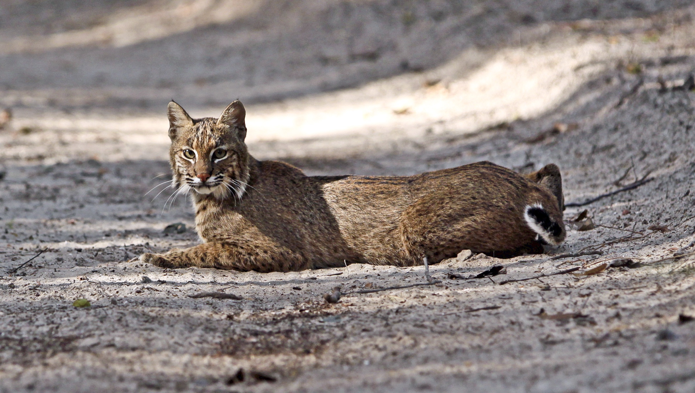 A Florida bobcat resting on a sandy trail in the Guana Reserve, Florida