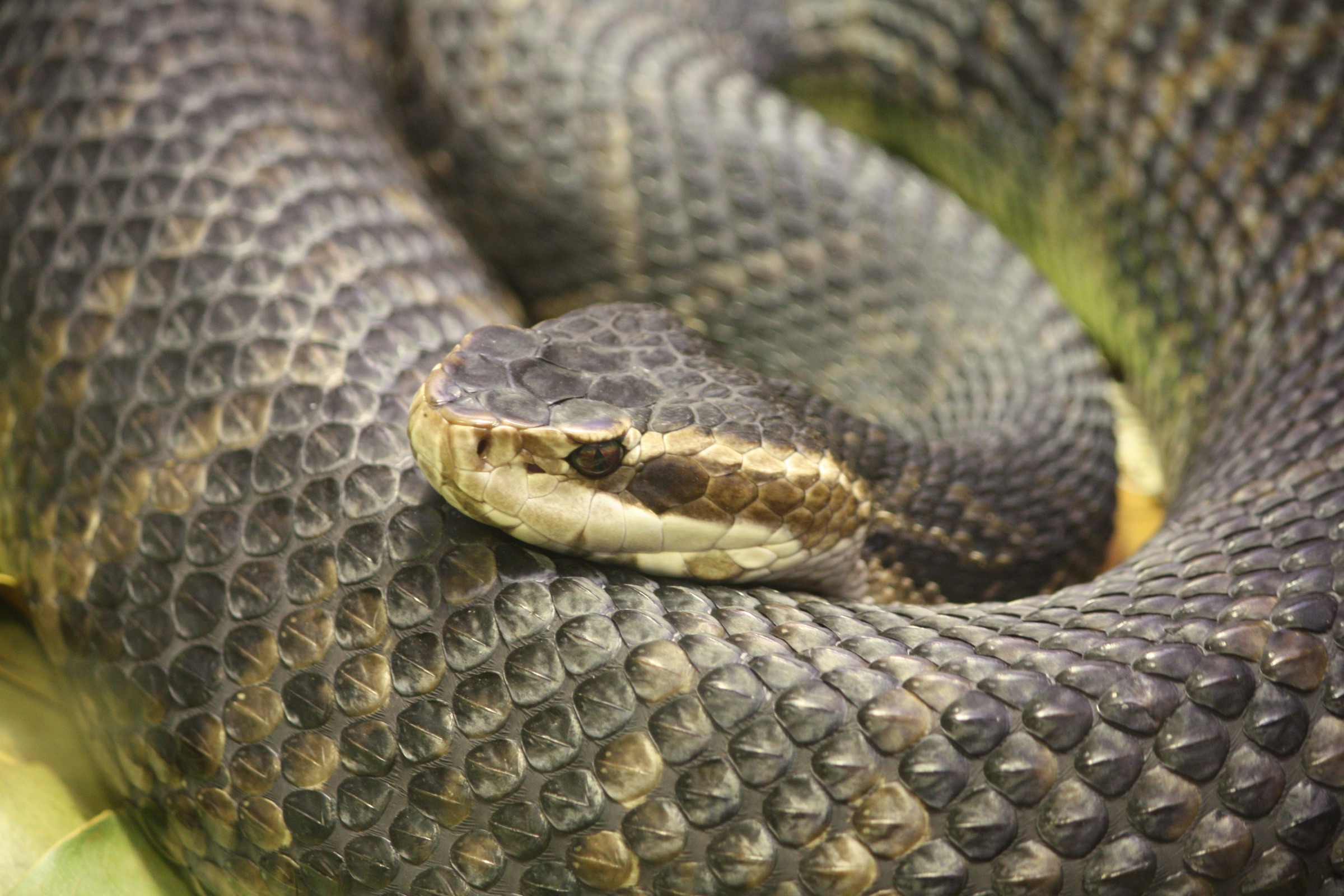 A Florida cottonmouth gaping to show the white interior of its mouth in a defensive display