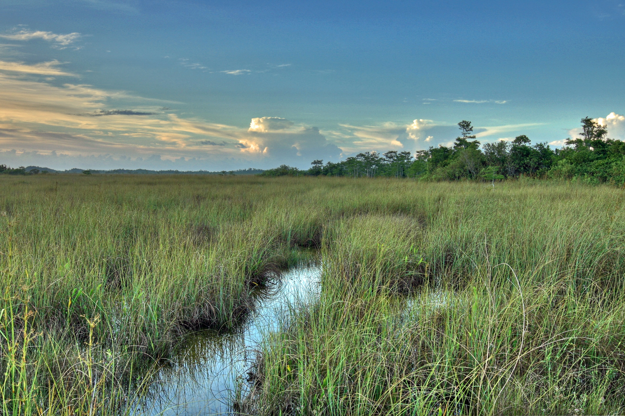 Endless sawgrass prairie stretching to the horizon under a wide Florida sky in Everglades National Park