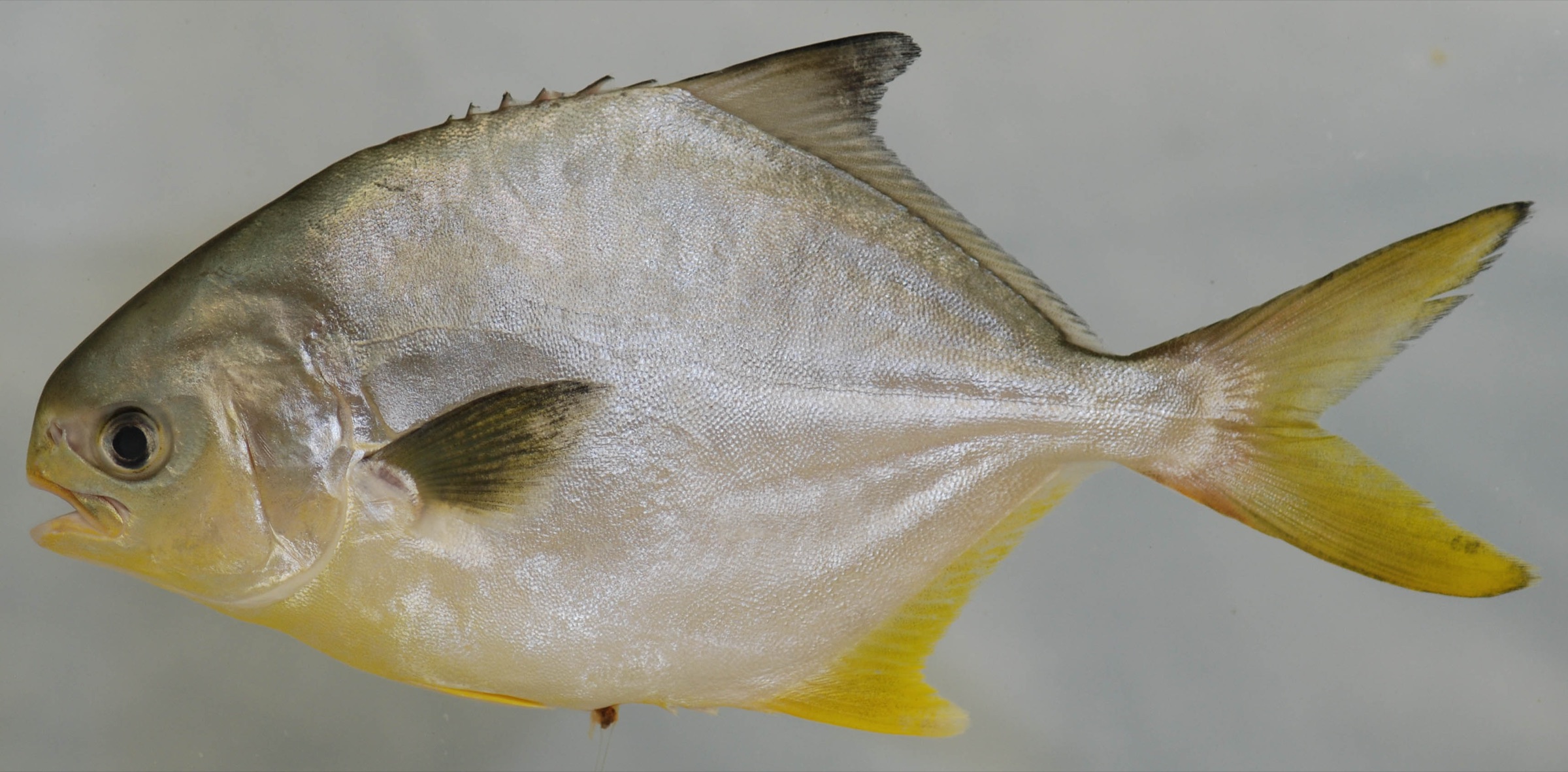 A silvery, deep-bodied Florida pompano specimen with a forked tail