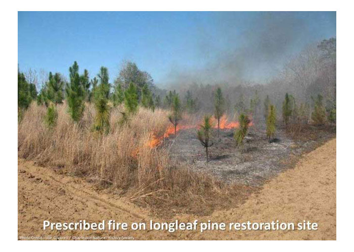 Low flames moving through the grassy understory of a longleaf pine forest during a prescribed burn