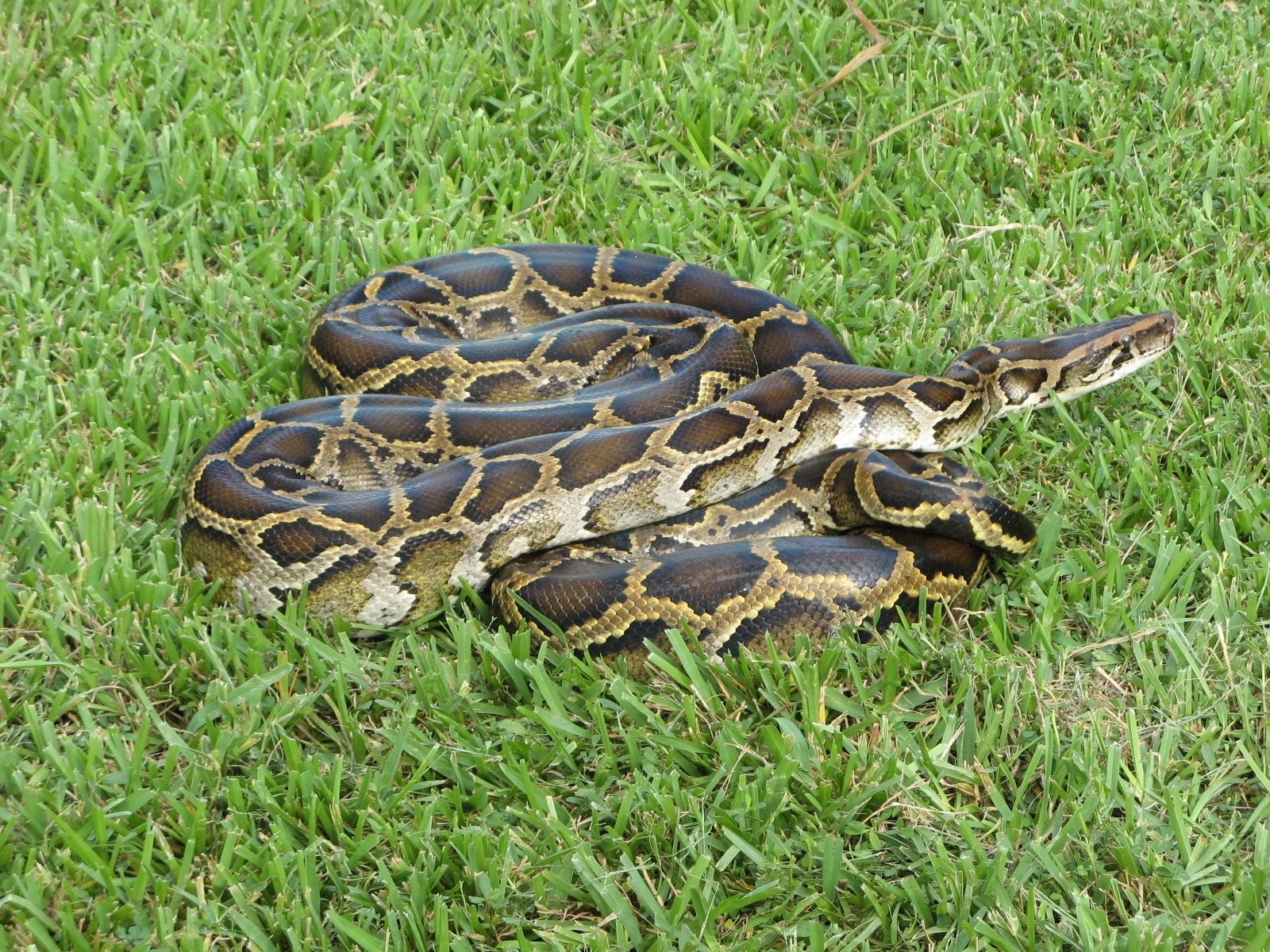 A large Burmese python held by researchers in the Everglades