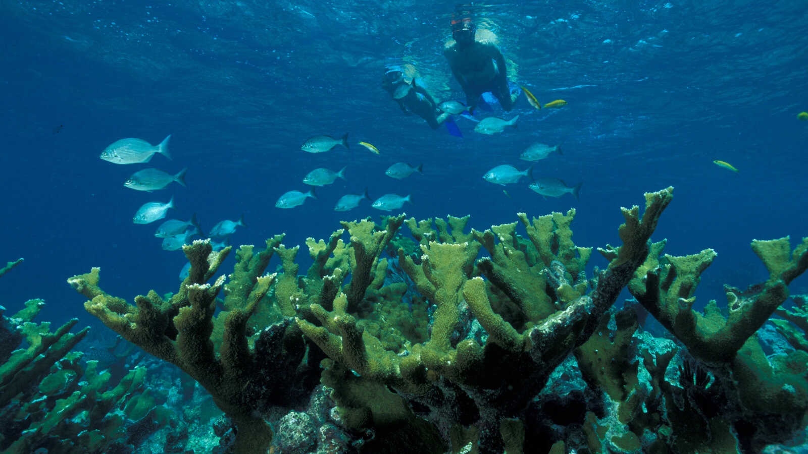 Scuba diver exploring the reef structure at a Florida Keys coral reef dive site