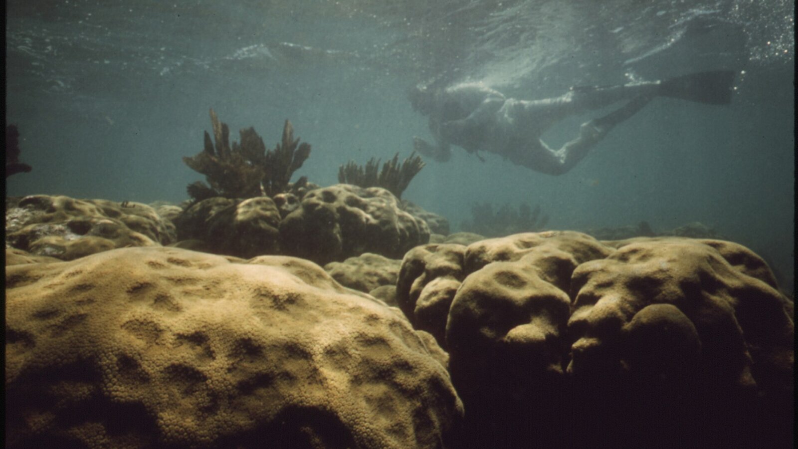 Snorkeler floating above shallow coral reef with sergeant major fish