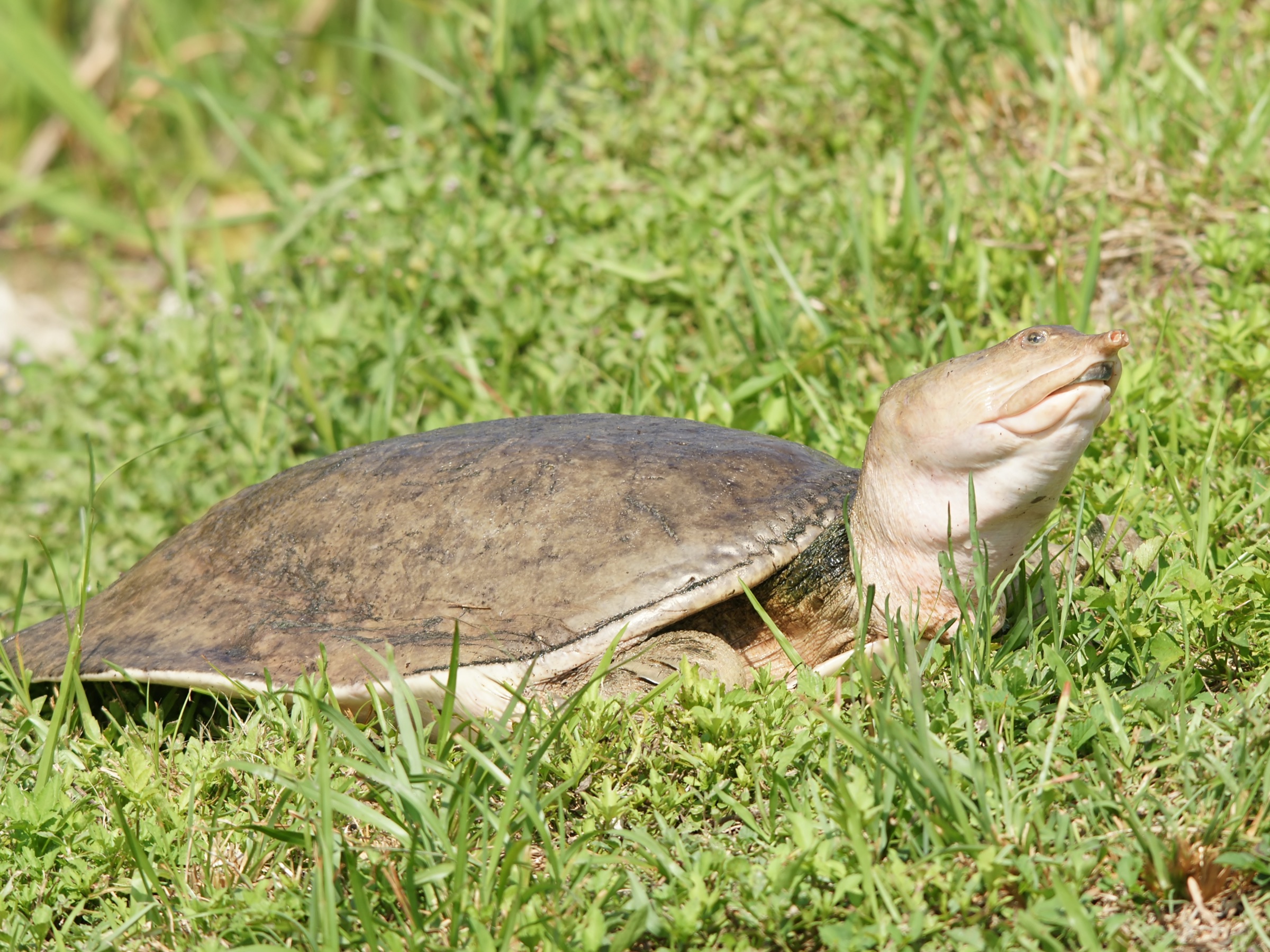 Florida softshell turtle (Apalone ferox) adult resting, showing its distinctive leathery shell and long neck, photographed at Everglades National Park, Florida