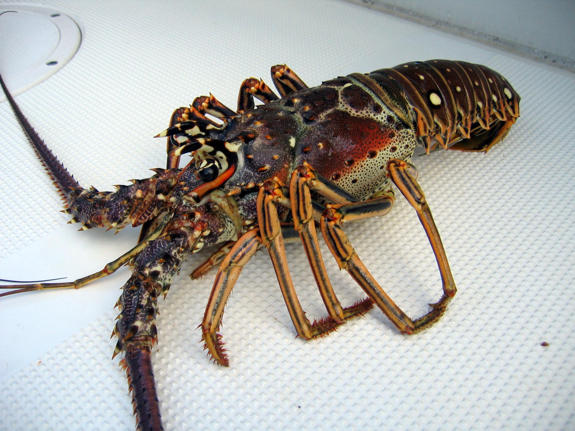 Florida spiny lobster (Panulirus argus) held out of water, showing its heavily armored reddish-brown carapace covered in forward-pointing spines, long antennae, and absence of claws