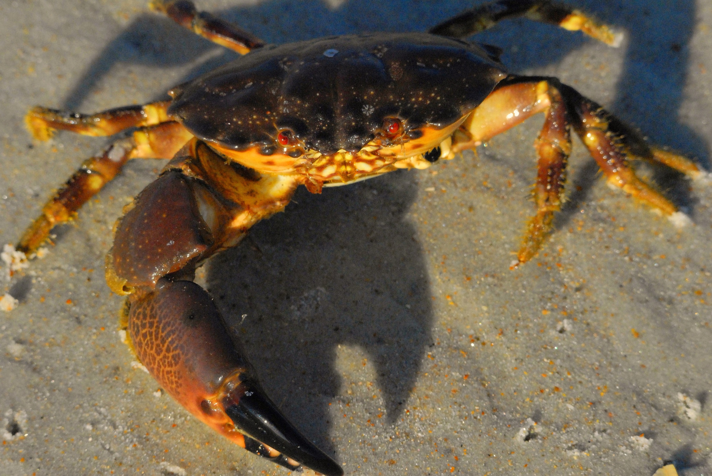 Florida stone crab (Menippe mercenaria) juvenile specimen photographed in Florida, showing the crab's characteristic heavy claws and dark-tipped fingers