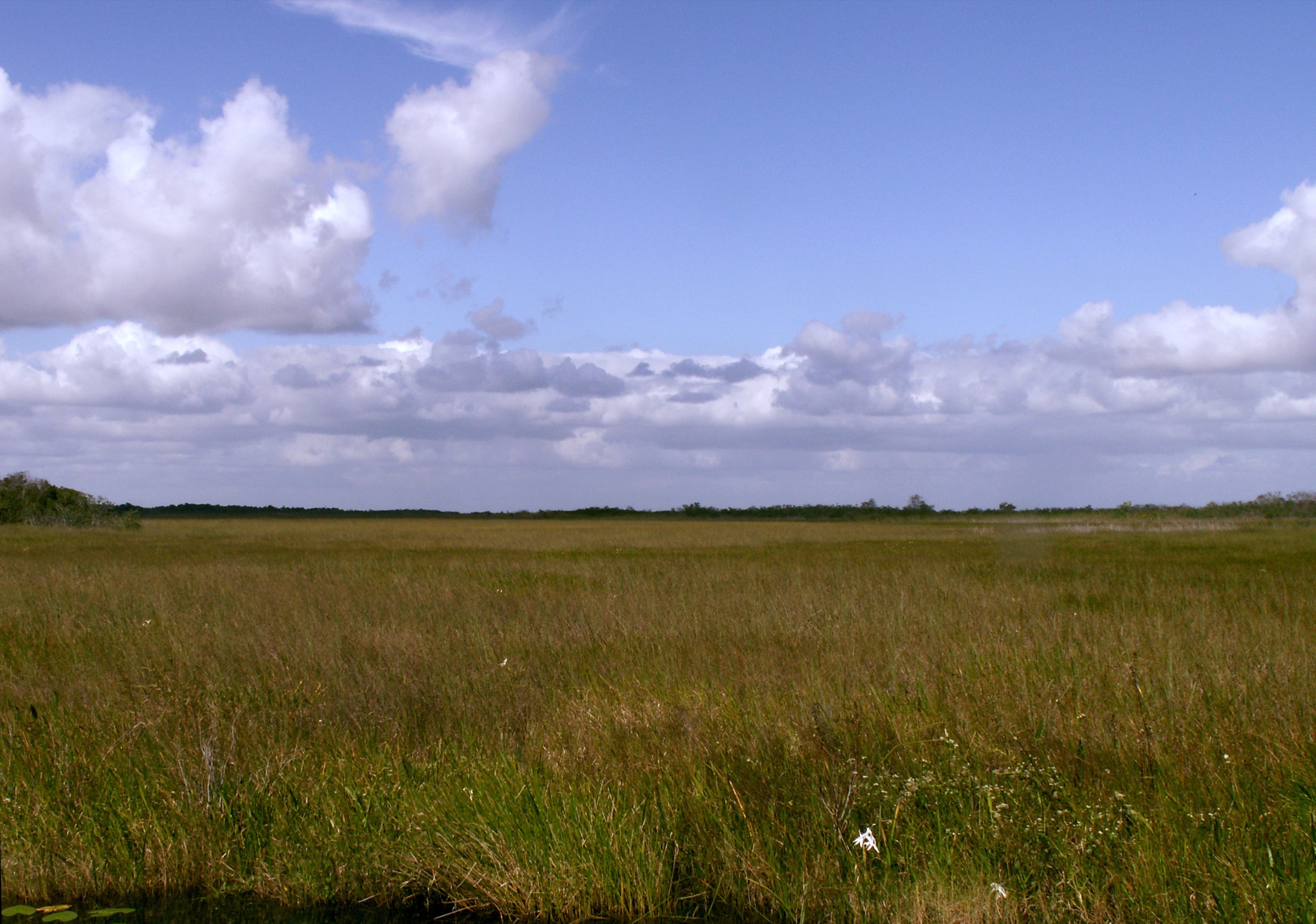 Open sawgrass marsh stretching to the horizon in the Everglades