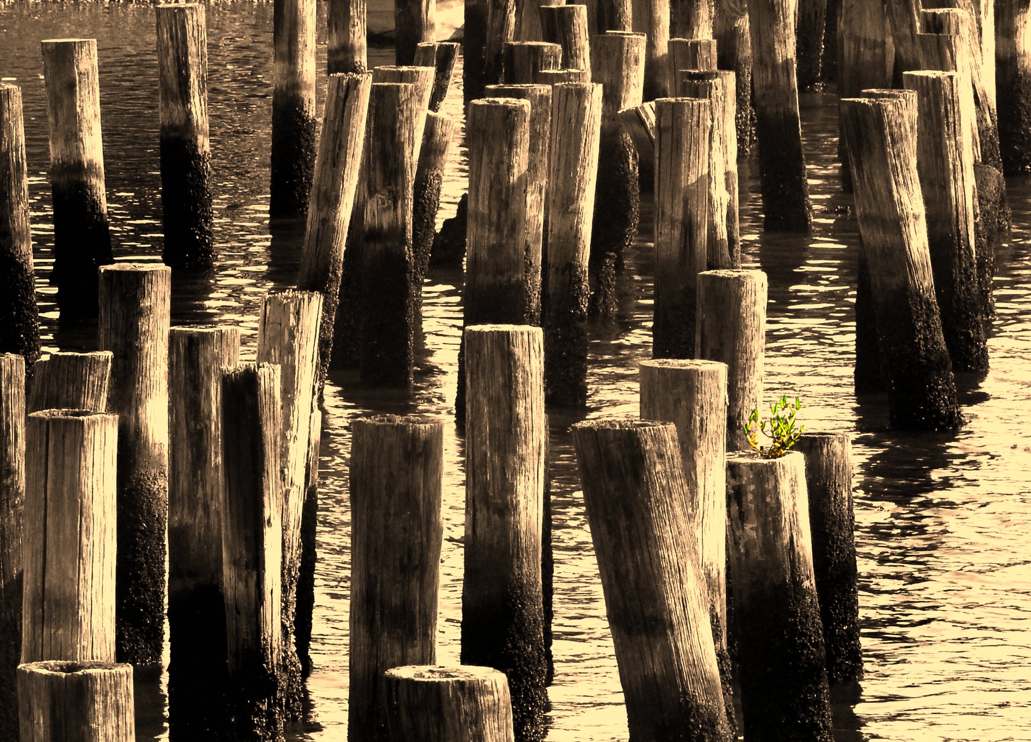 Weathered wooden pilings at Cedar Key on Florida's Big Bend Gulf coast