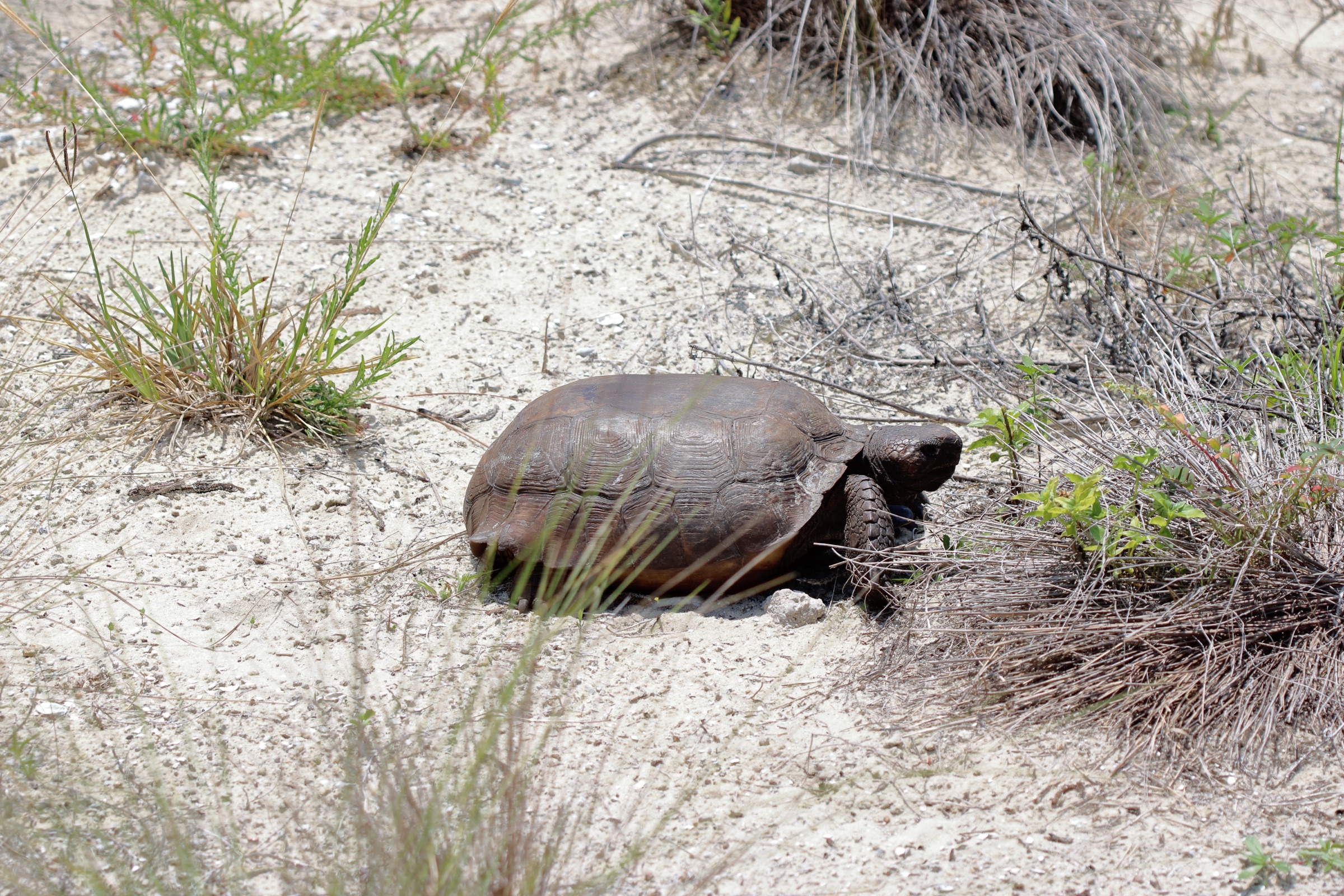 Gopher tortoise (Gopherus polyphemus) photographed in Palm Beach County, Florida, showing the characteristic domed shell and sturdy forelimbs adapted for digging