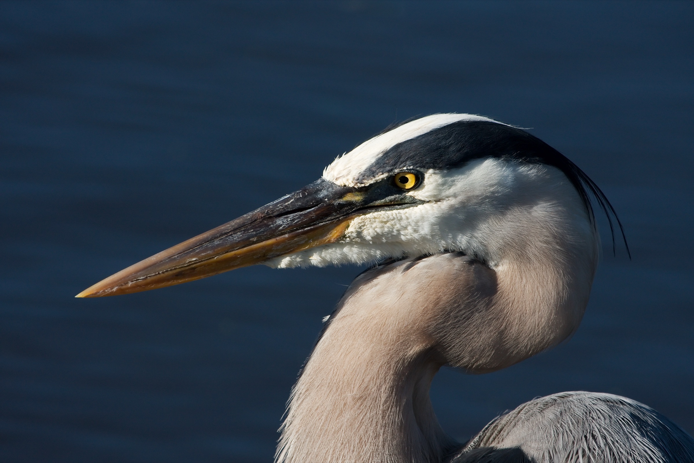 Close-up photograph of a Great Blue Heron (Ardea herodias) head and neck, showing distinctive blue-gray plumage and yellow eye