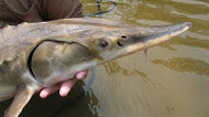 Gulf sturgeon (Acipenser oxyrinchus desotoi) photographed by the U.S. Fish and Wildlife Service