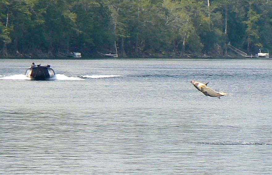 A Gulf Sturgeon leaping completely clear of the Suwannee River near Rock Bluff, Florida