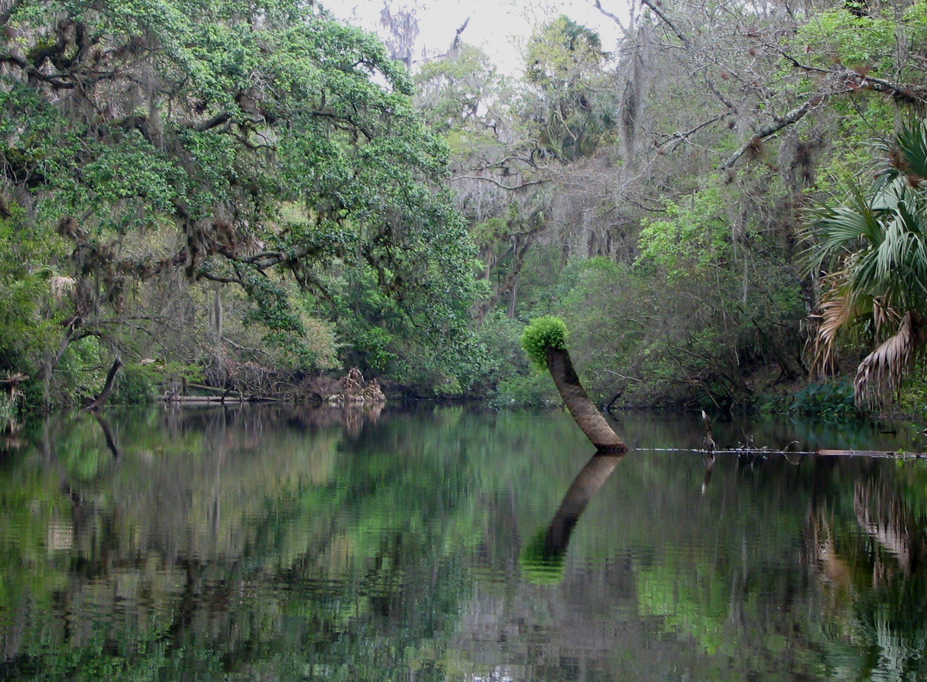 Kayakers paddling on the calm, tree-lined Hillsborough River in Florida