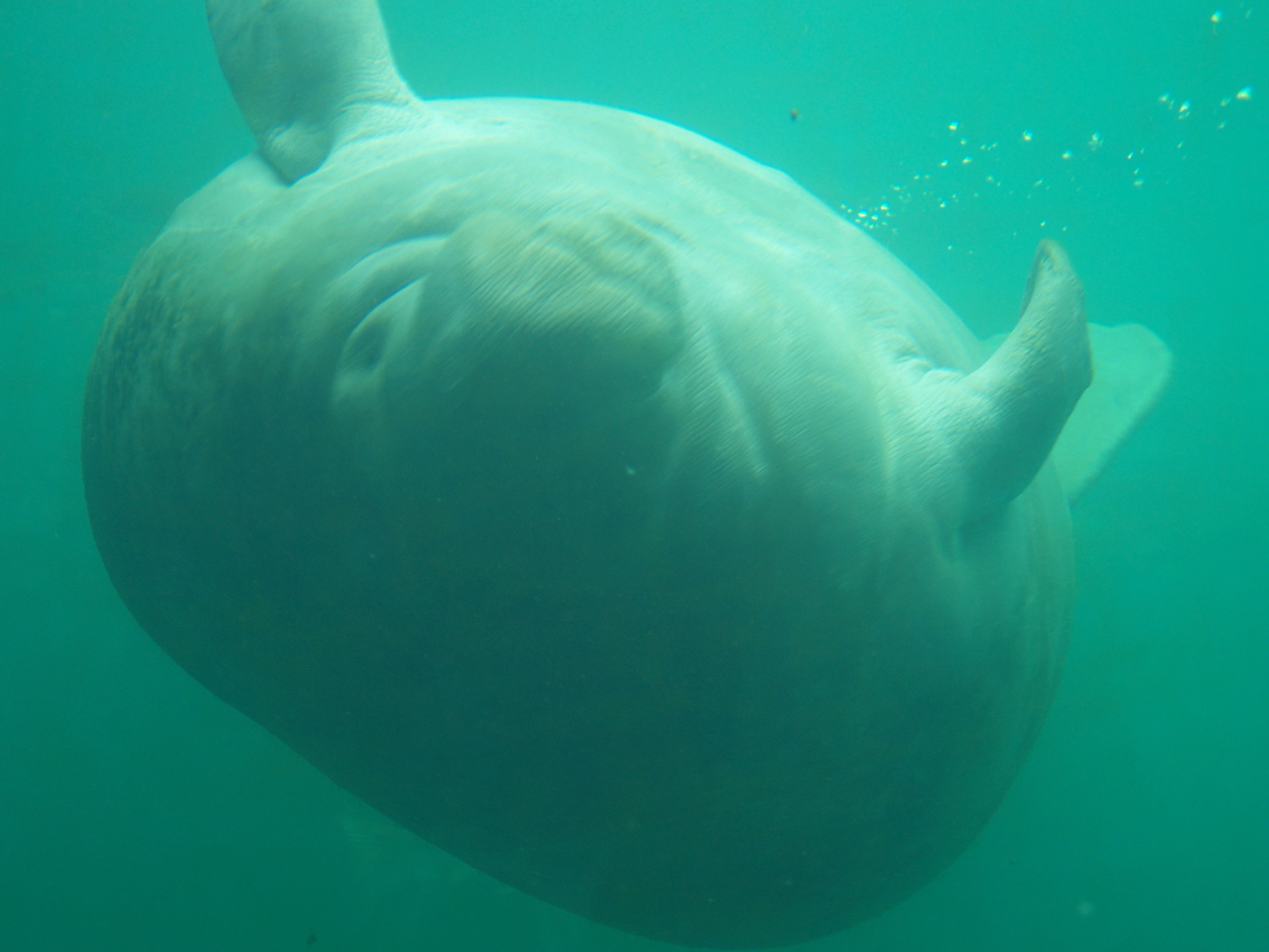 A Florida manatee seen through the underwater observatory at Homosassa Springs Wildlife State Park, Florida