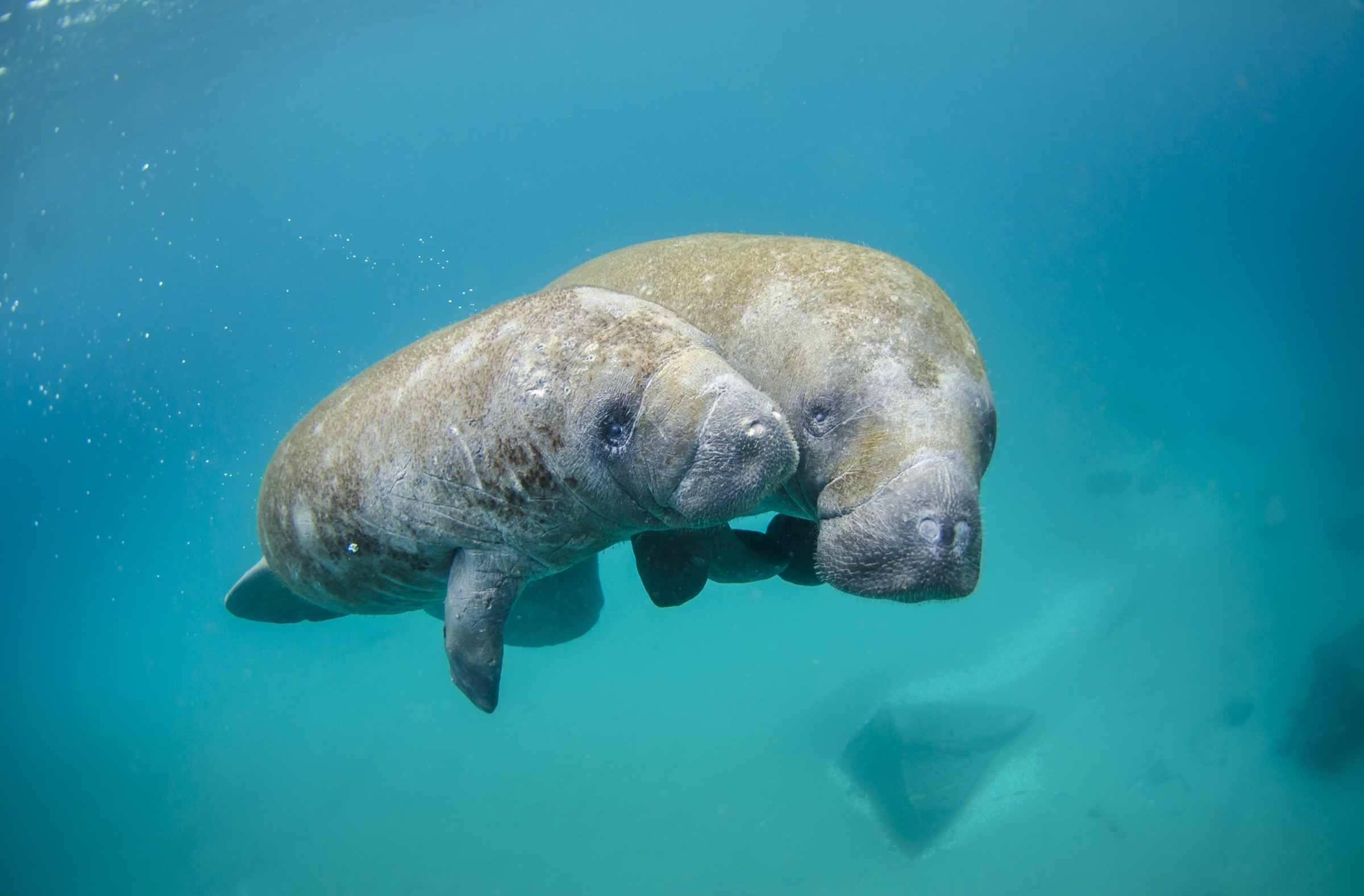 A West Indian manatee swimming with her calf