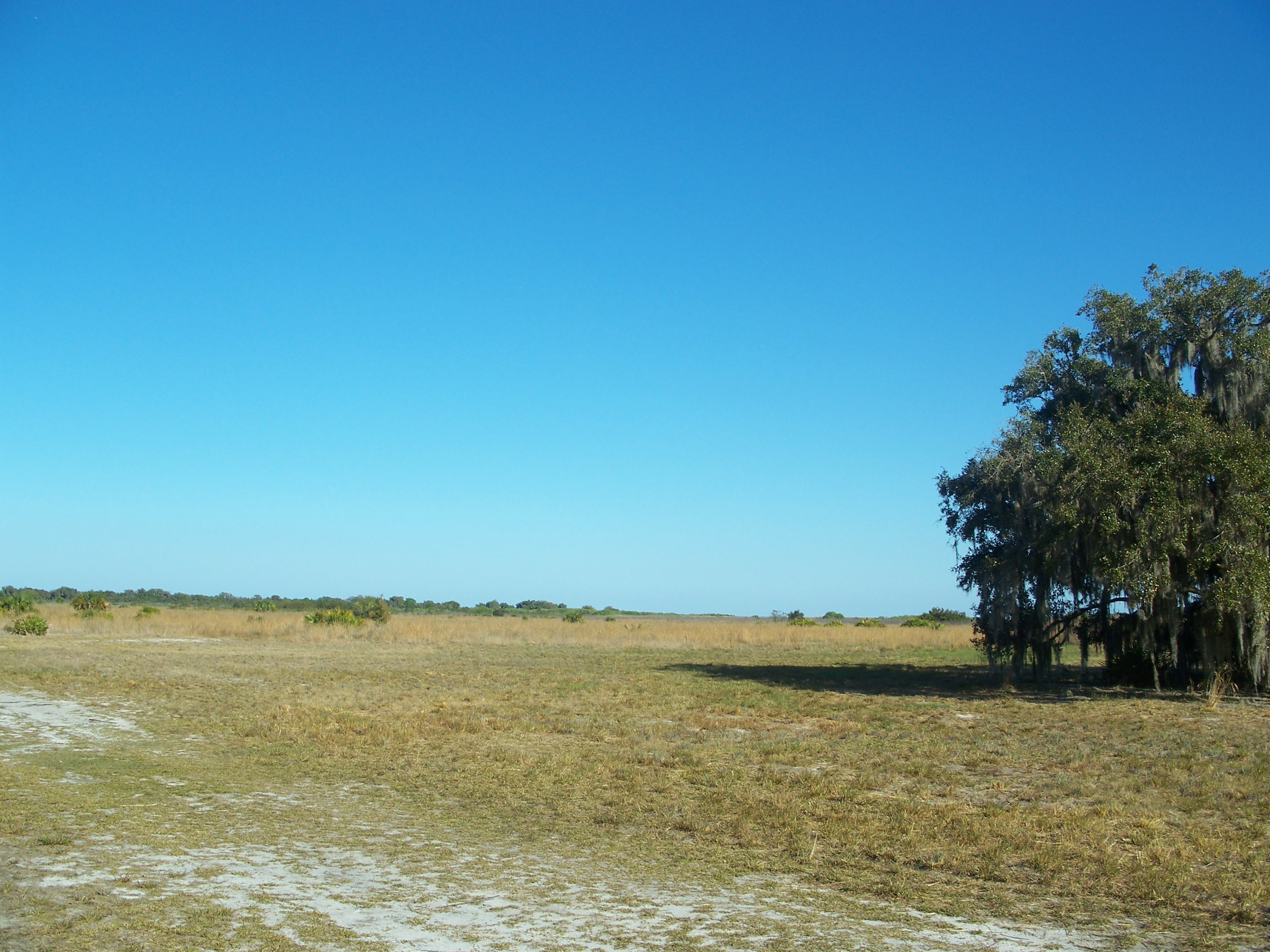 Flat Florida prairie grassland stretching to the horizon with live oak trees draped in Spanish moss under a clear blue sky at Lake Kissimmee State Park