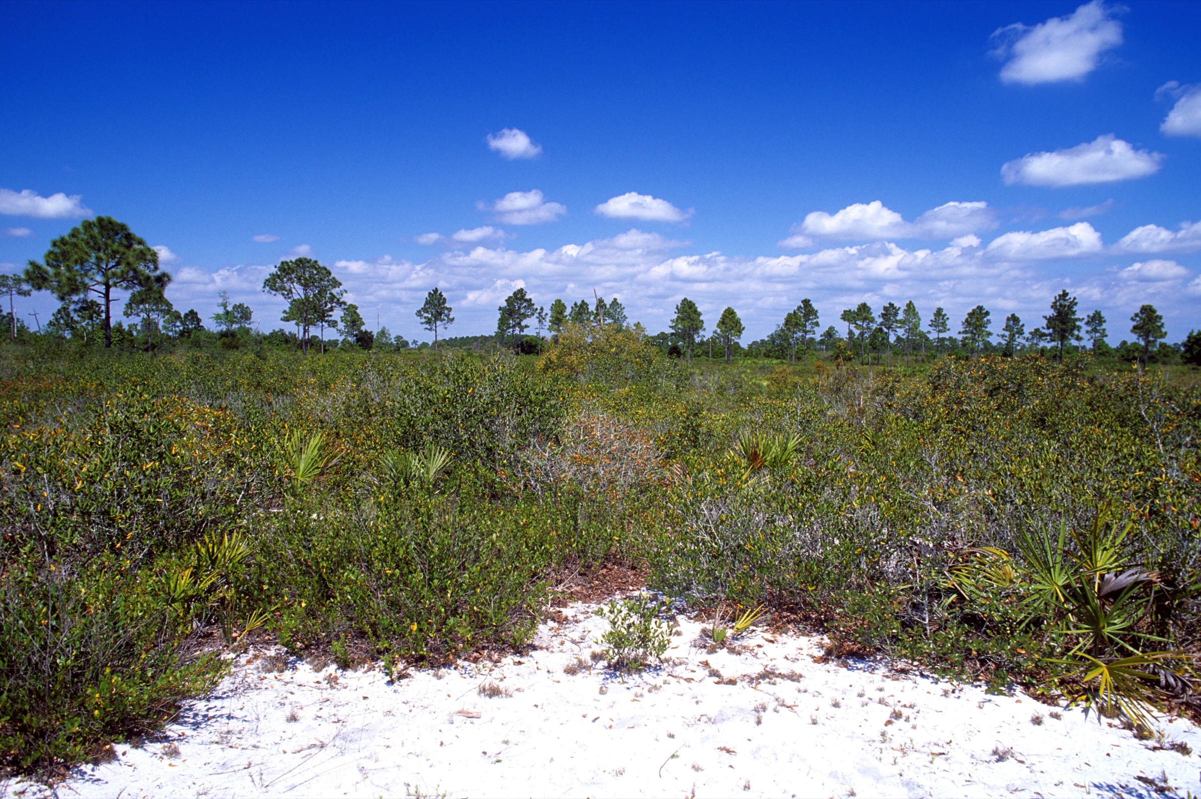 Ancient sand-pine scrub habitat on the Lake Wales Ridge, central Florida