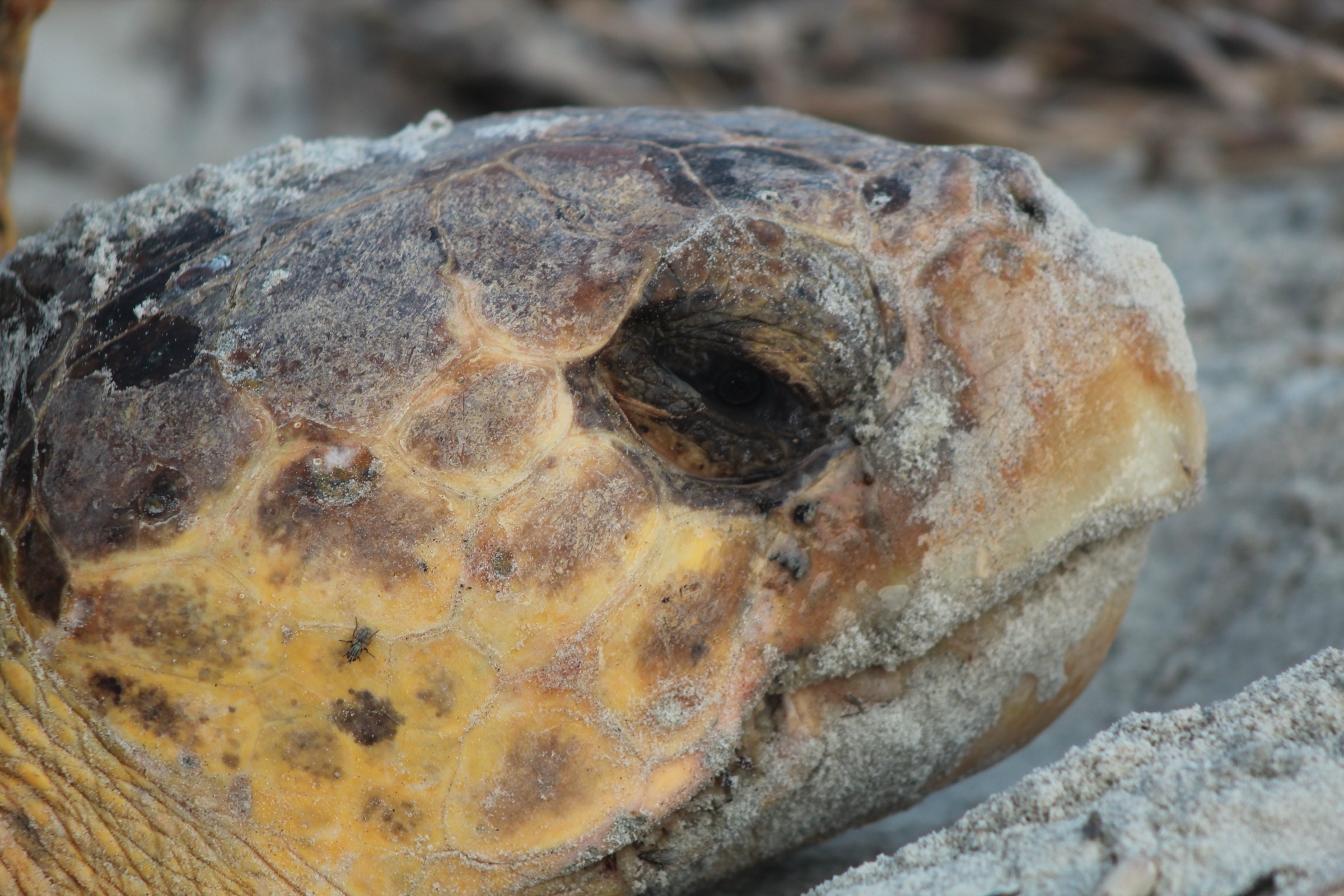 Loggerhead sea turtle (Caretta caretta) nesting on sandy beach at Blackbeard Island, Georgia, displaying the species' characteristically large, blunt head