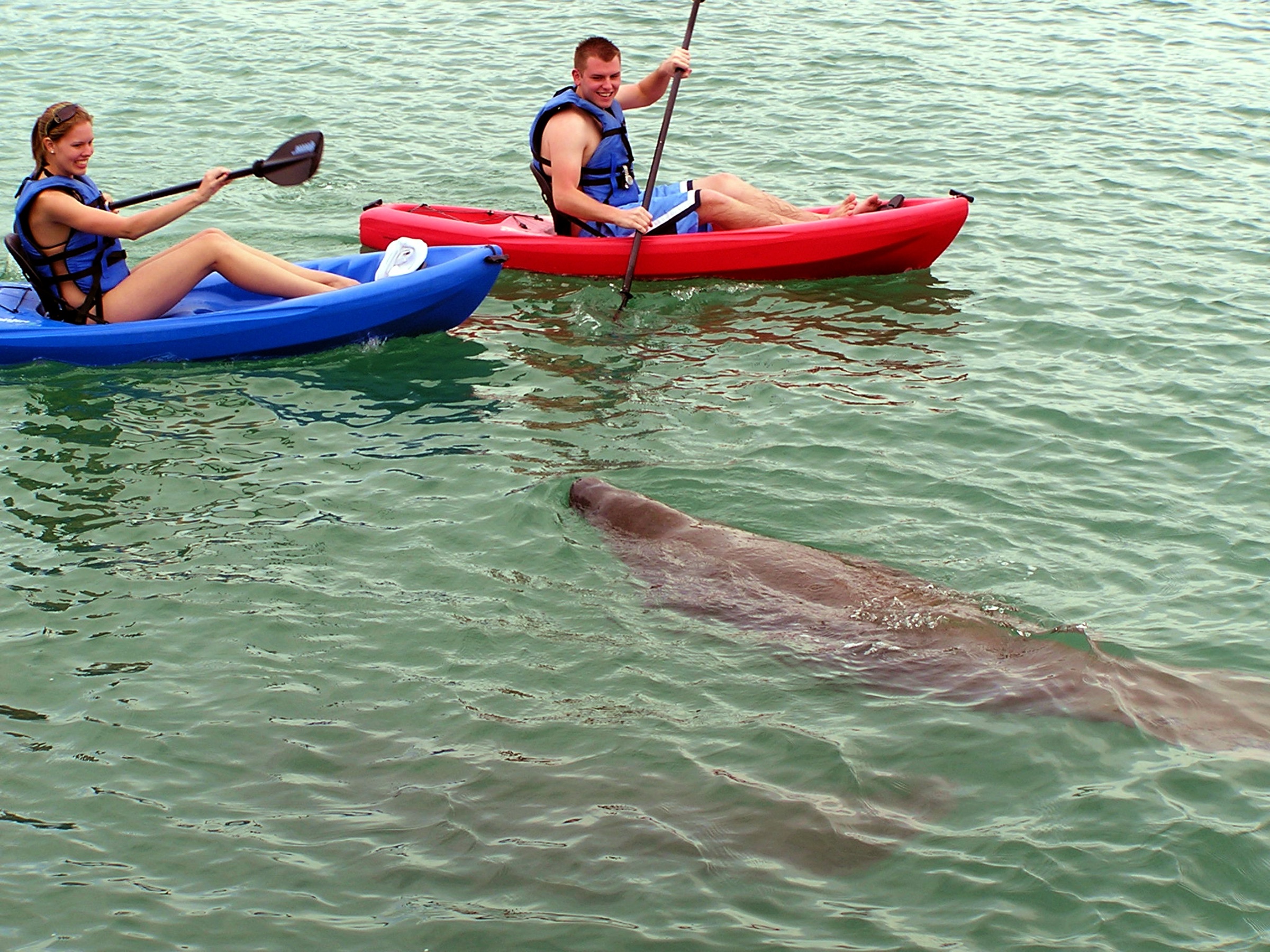 Two kayakers in blue and red sit-on-top kayaks paddling calm green water as a manatee surfaces alongside them at Jupiter Inlet, Florida