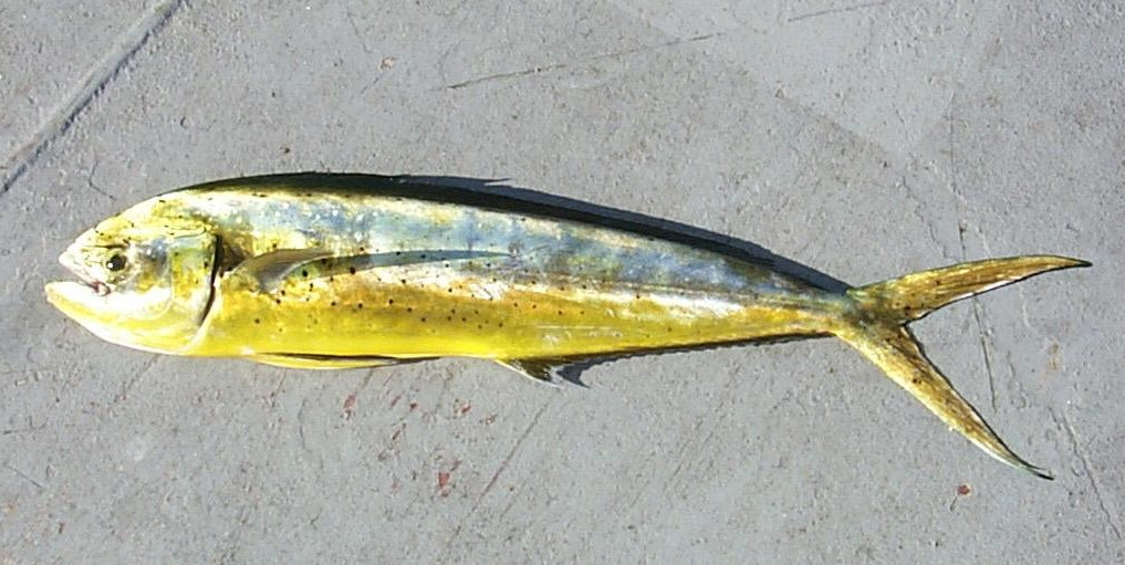 Mahi-mahi (Coryphaena hippurus) specimen photographed against a white background, showing the fish's elongated body and characteristic coloring
