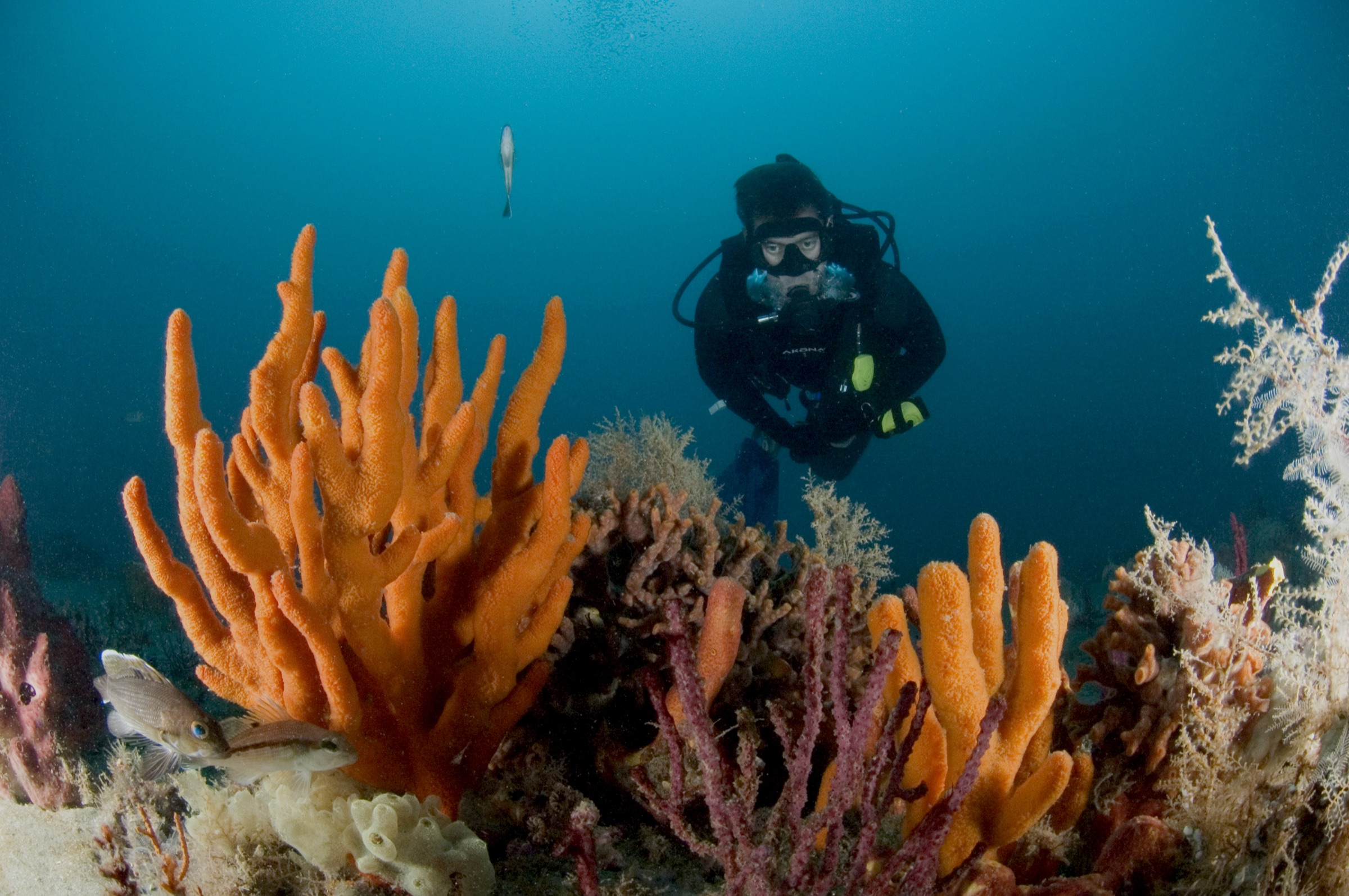 A scuba diver hovers over a vibrant coral reef covered in sponges and sea fans, conducting an underwater fish survey at Gray's Reef National Marine Sanctuary