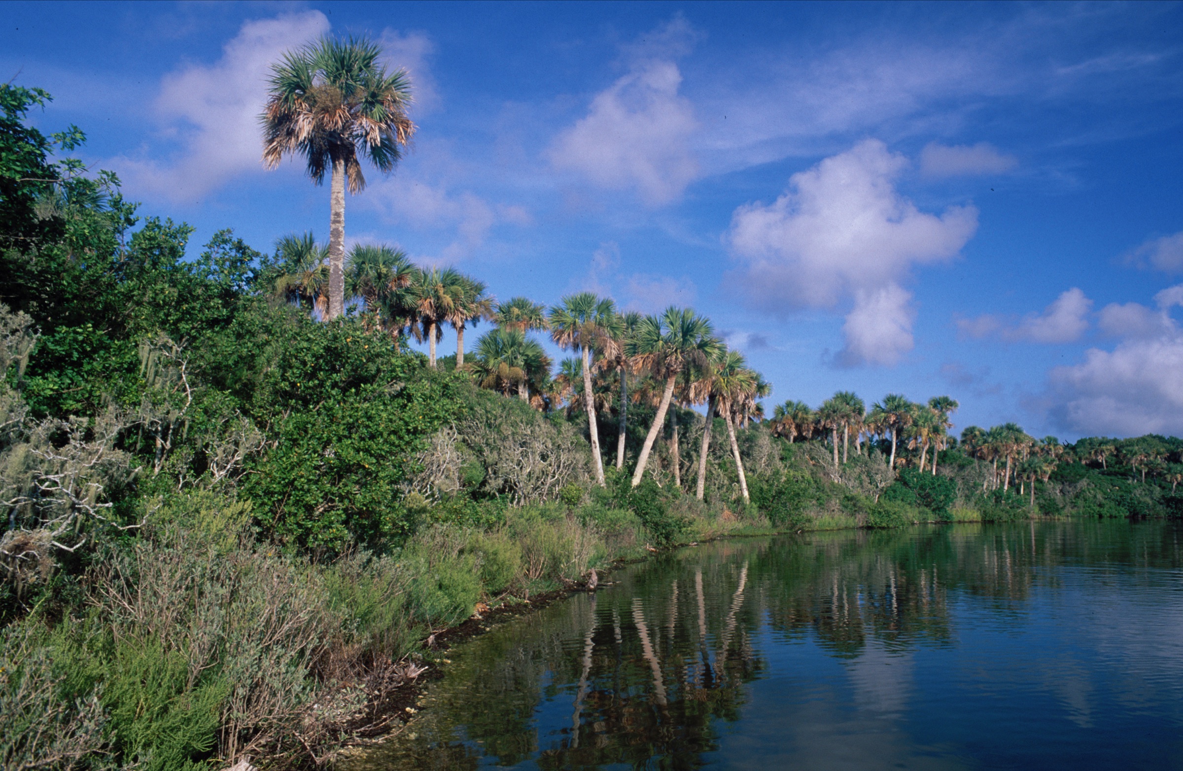 Shallow flats and shoreline of Mosquito Lagoon at Canaveral National Seashore