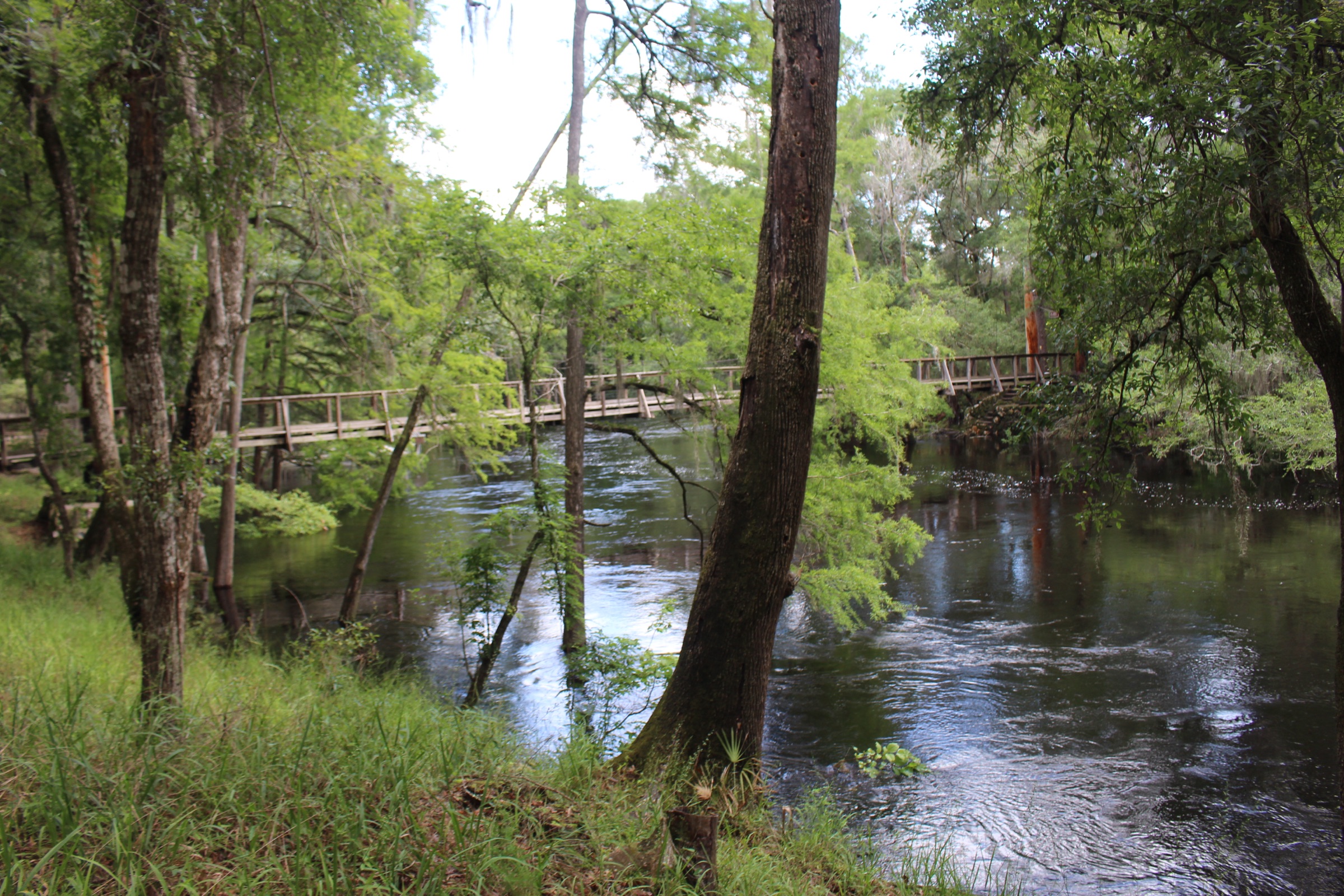 The historic CCC suspension bridge over the Santa Fe River at O'Leno State Park