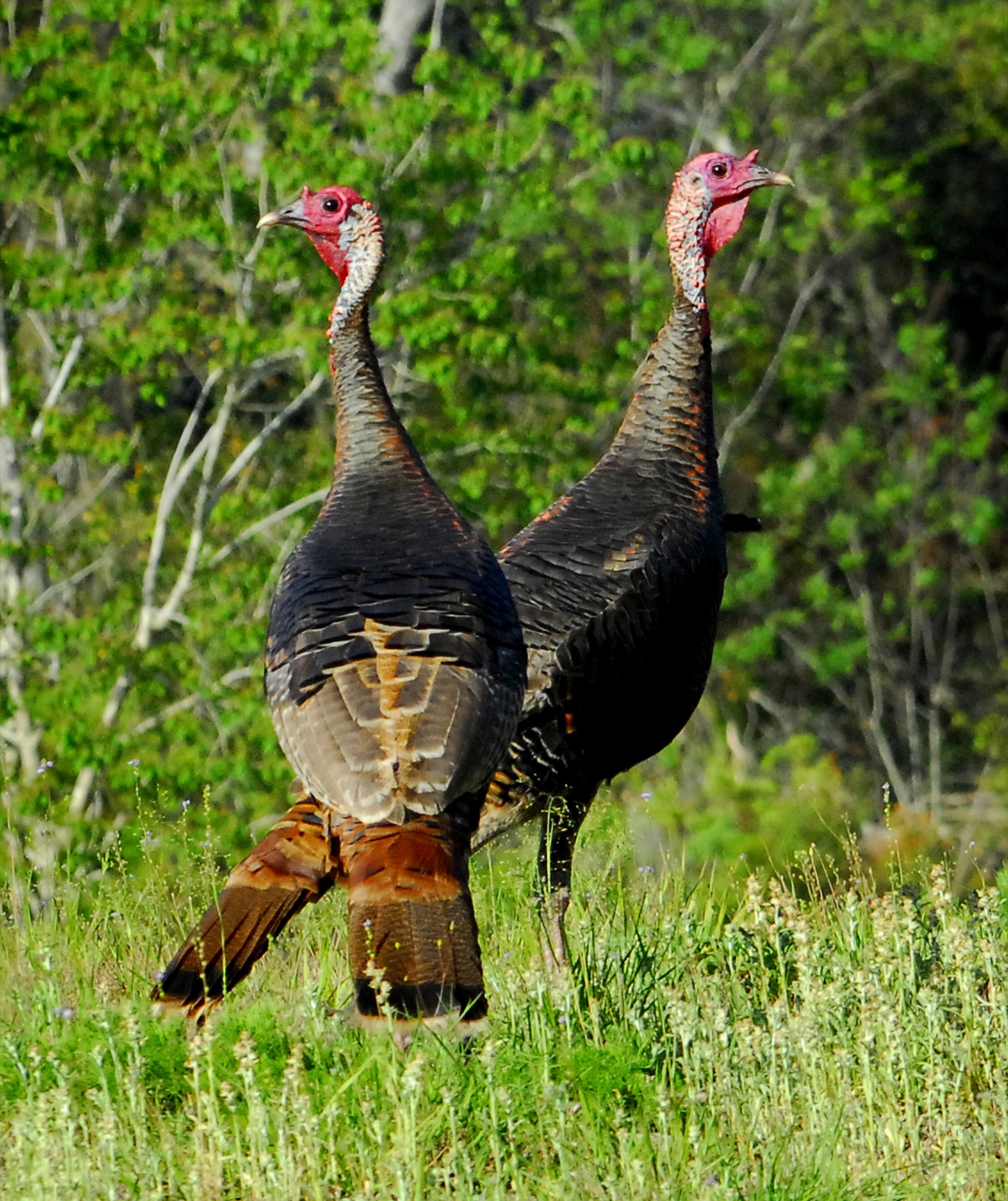 A pair of Osceola wild turkeys in Florida